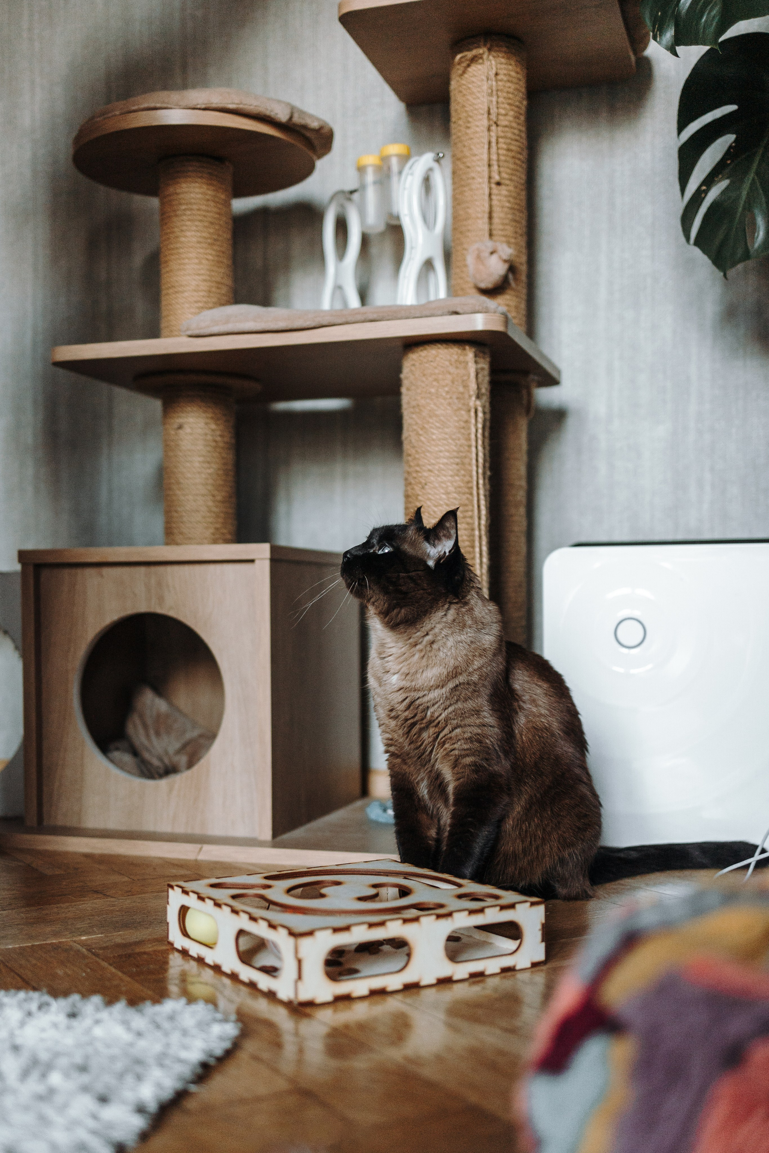 Саша и ее хвосты. Фотограф — Анималист | Санкт-Петербург