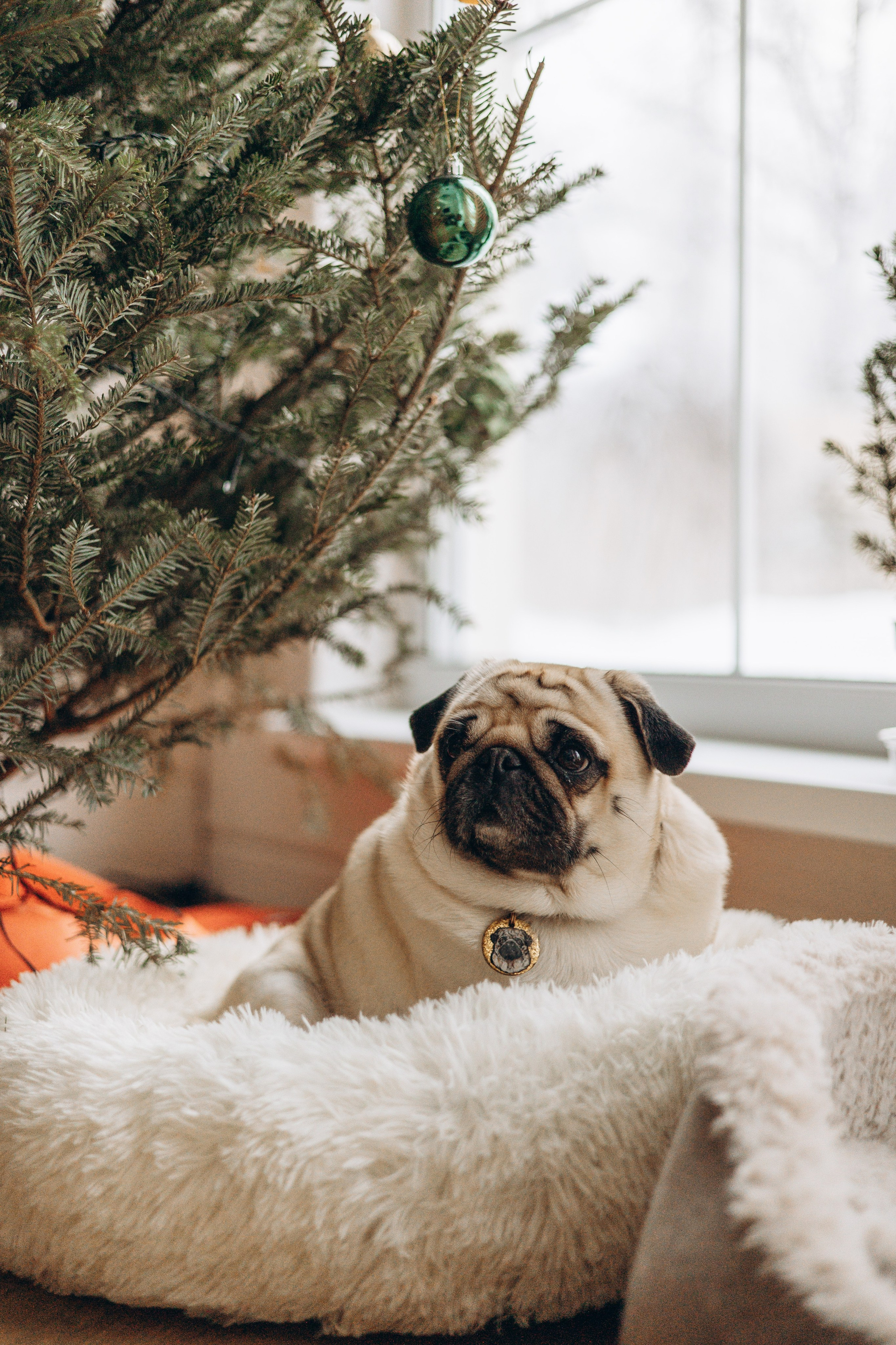 Семейная для Ксюши. Фотограф — Анималист | Санкт-Петербург