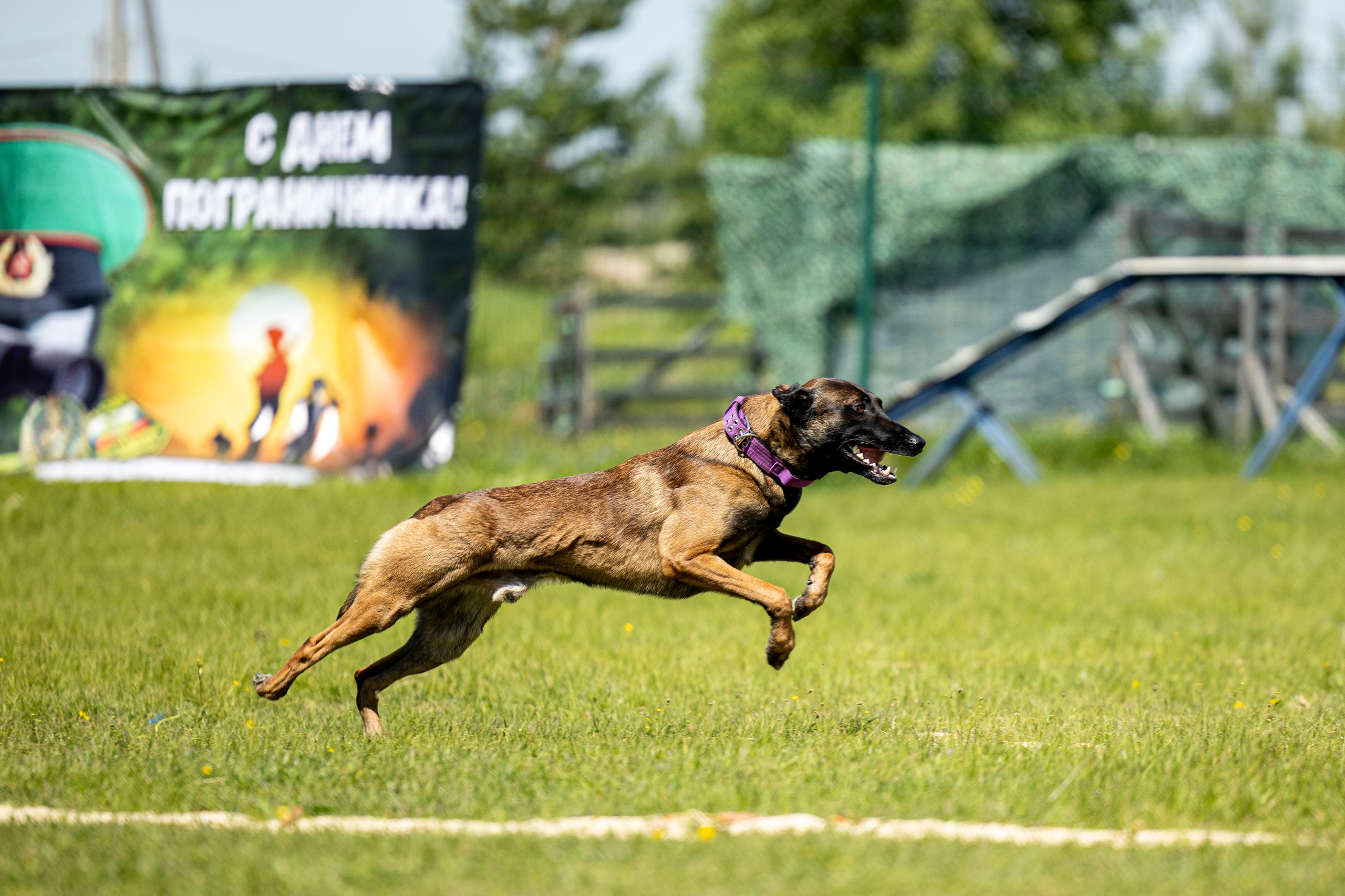 Испытания по мондьорингу в Нижнем Новгороде. Фотограф-анималист Анна Маринич