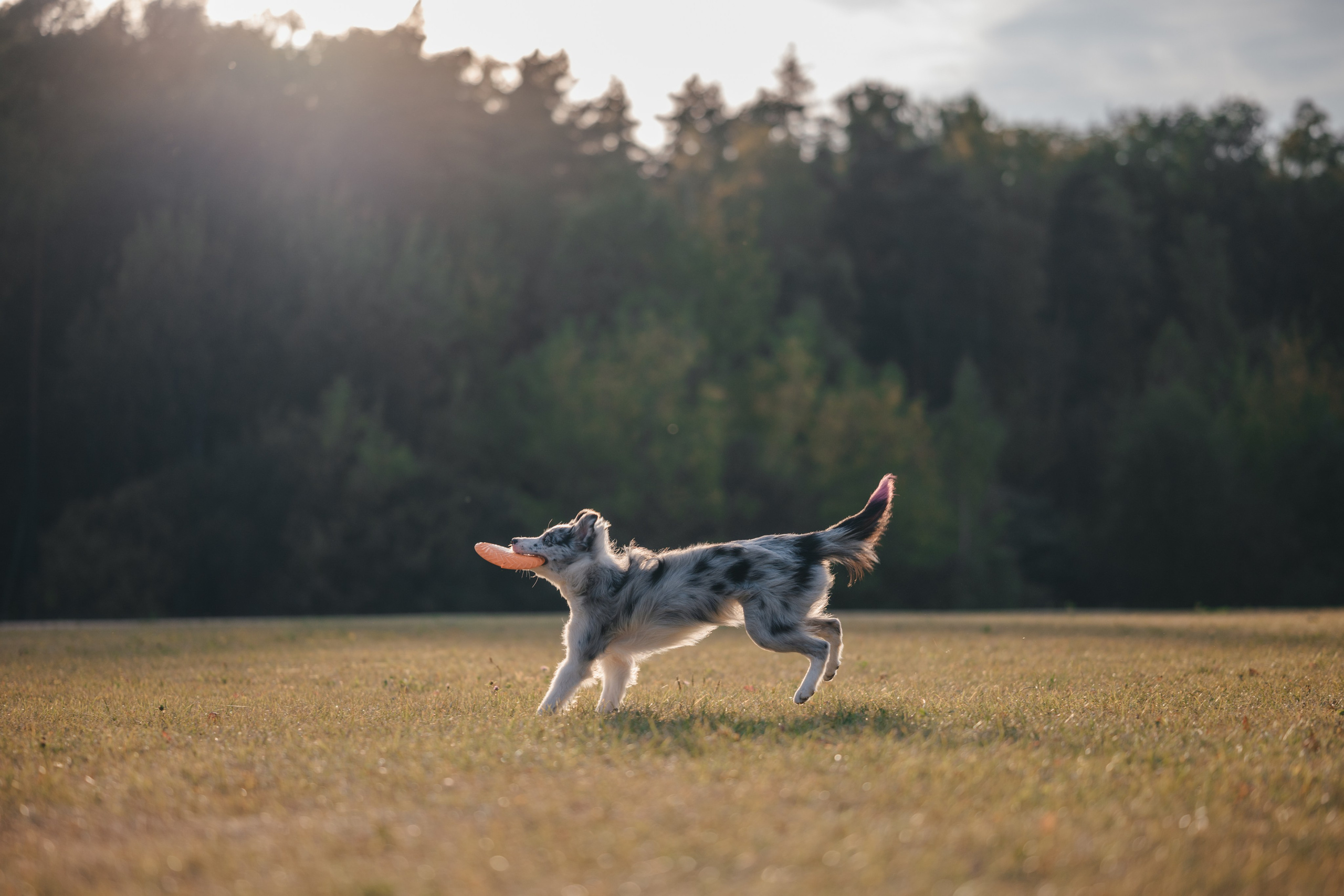 Бордерколли и фрисби. Фотограф Анималист в Москве Анастасия Жучкова