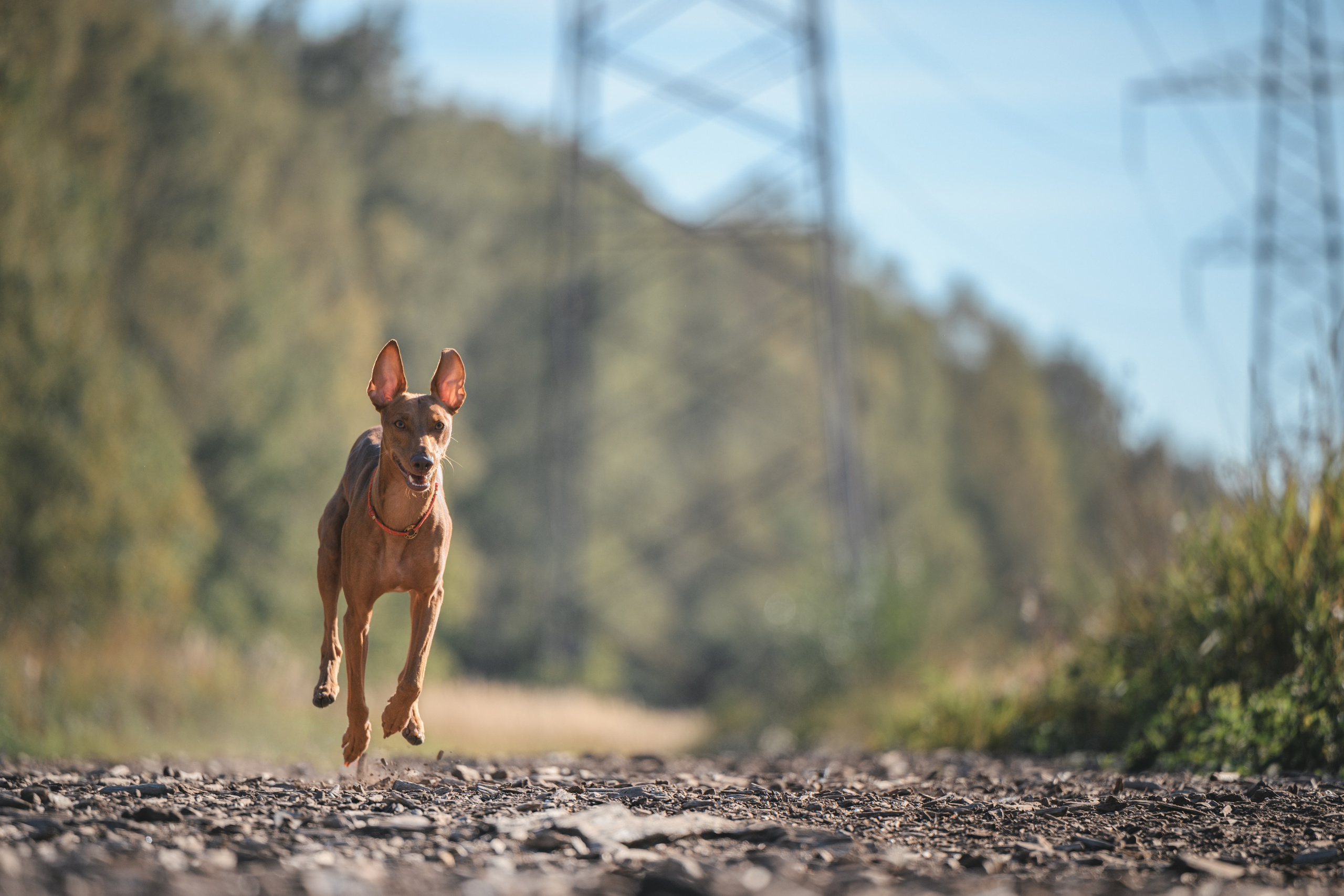 Чирнеко. Лесная прогулка. Фотограф Анималист в Москве Анастасия Жучкова