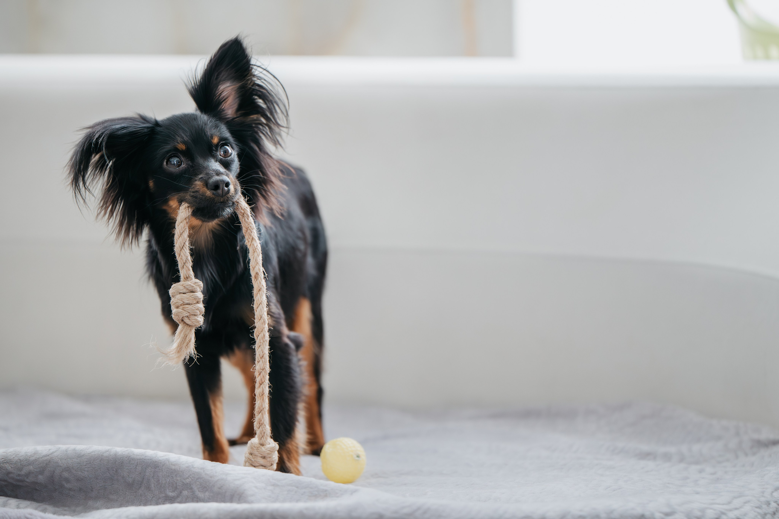 Домашняя съемка. Фотограф Анималист в Москве Анастасия Жучкова