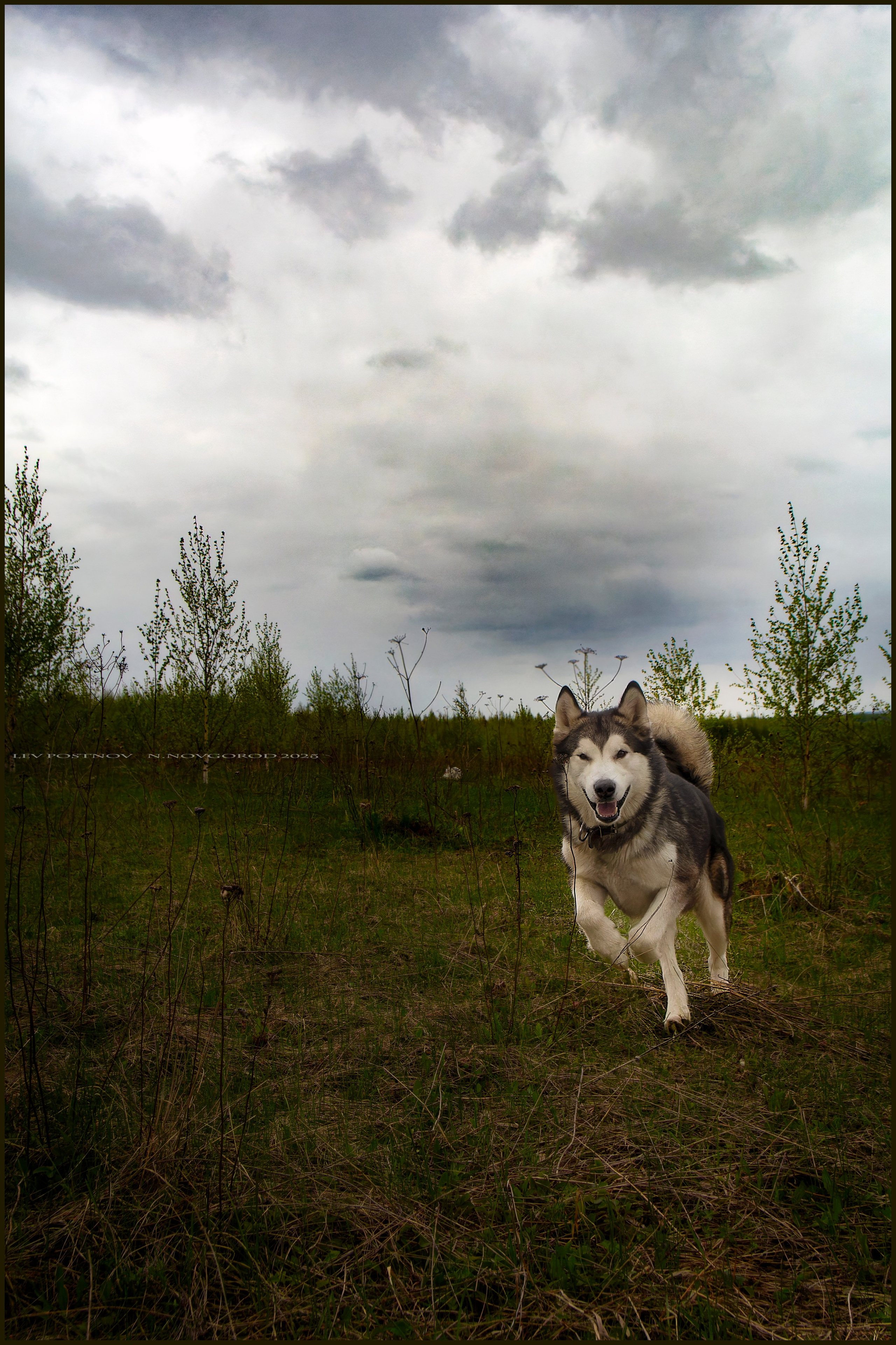 Мои маламуты.Ярик. Лев Постнов.Фотограф. Нижний Новгород