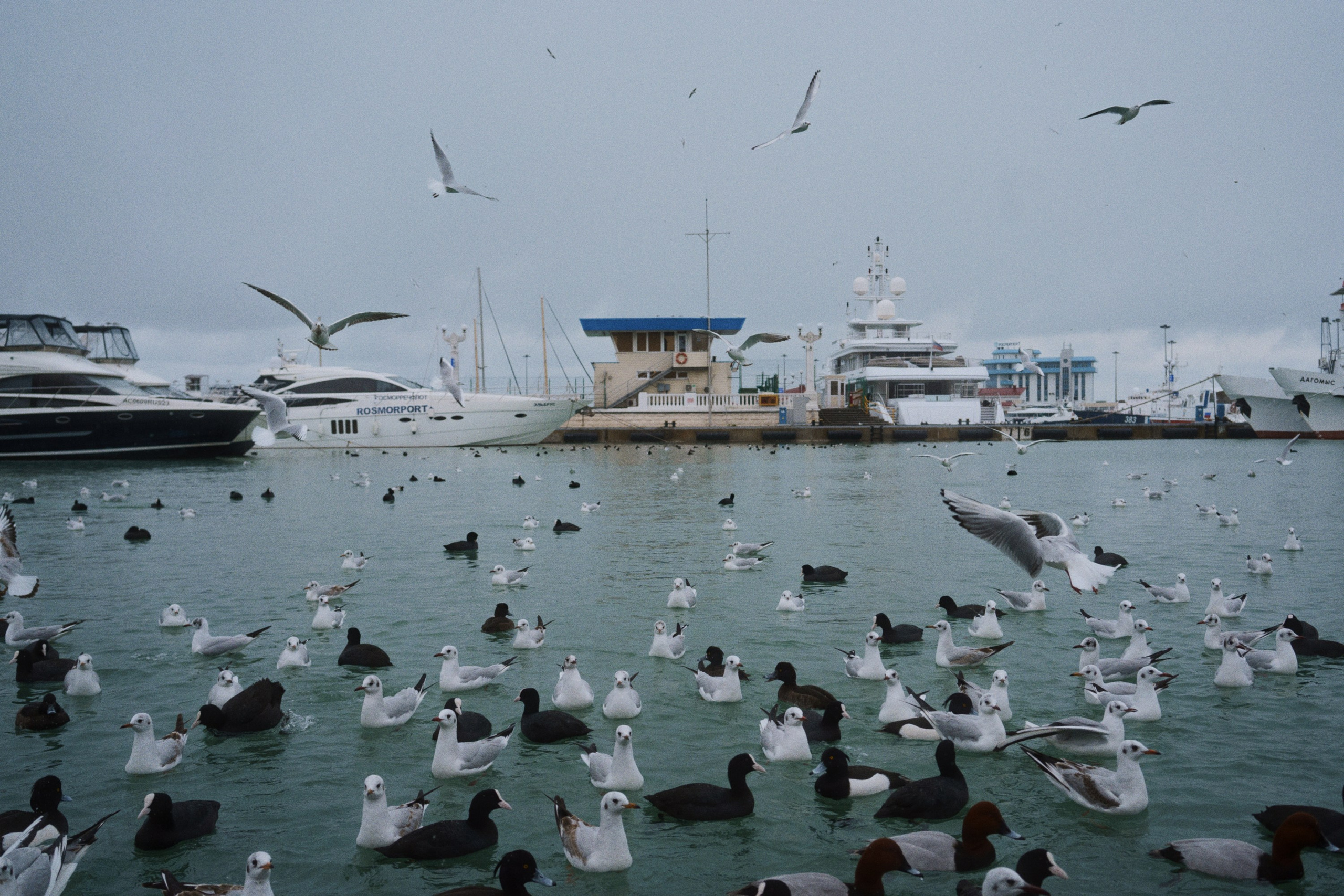 Sochi port (morskaya). Фотограф Юрин Евгений