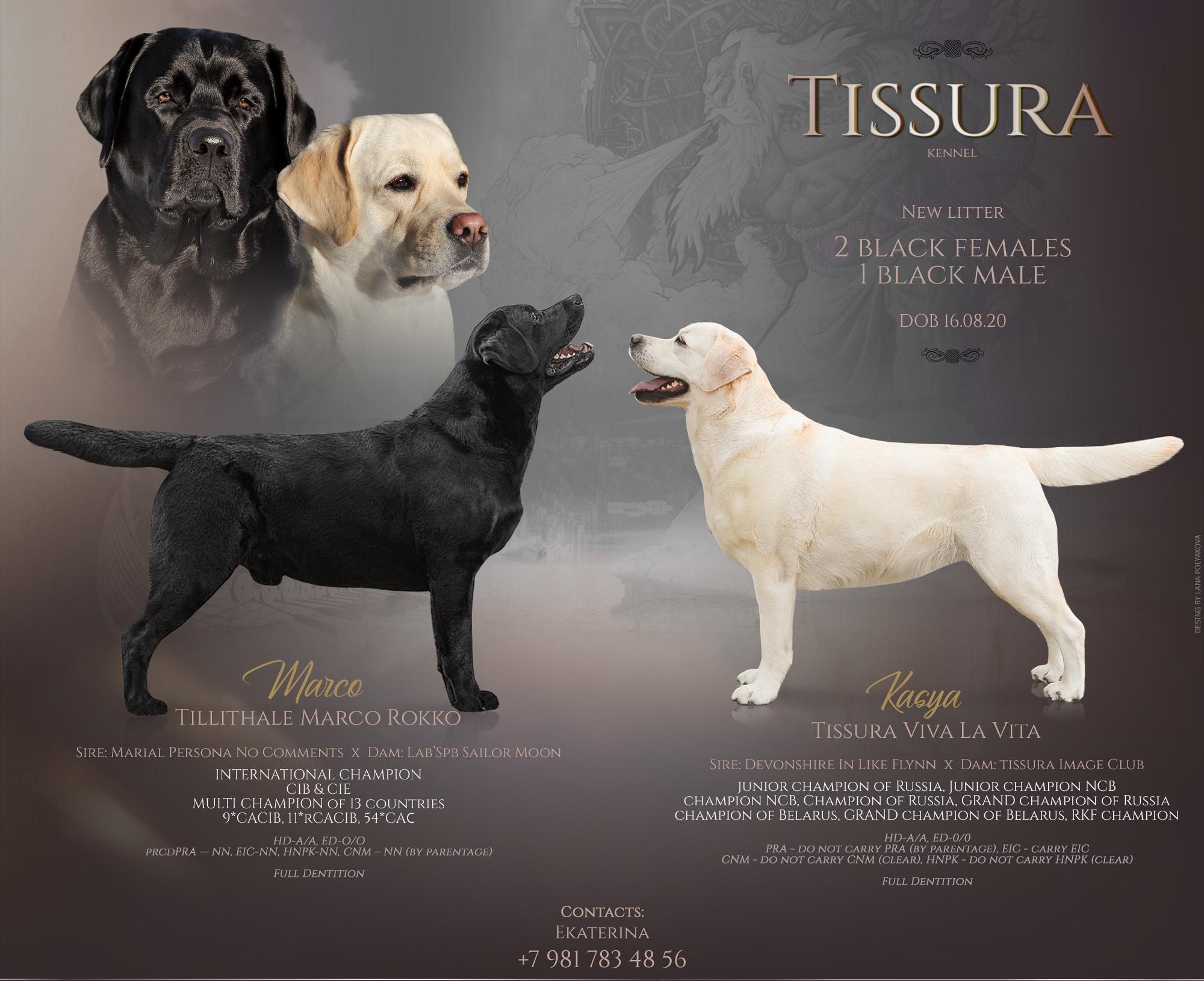 Презентация помета лабрадоров