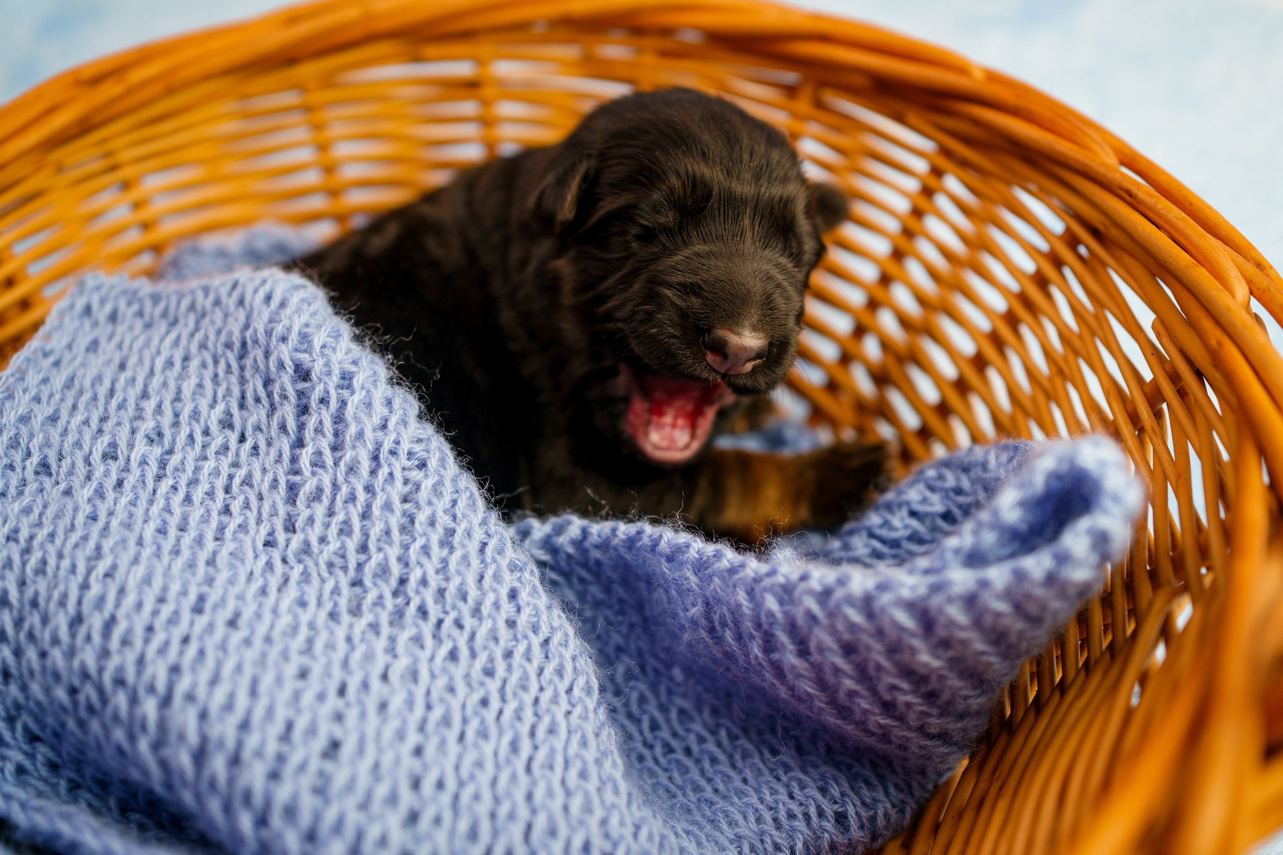Новорожденные немецкие овчарки. Фотограф-анималист Анастасия Большакова