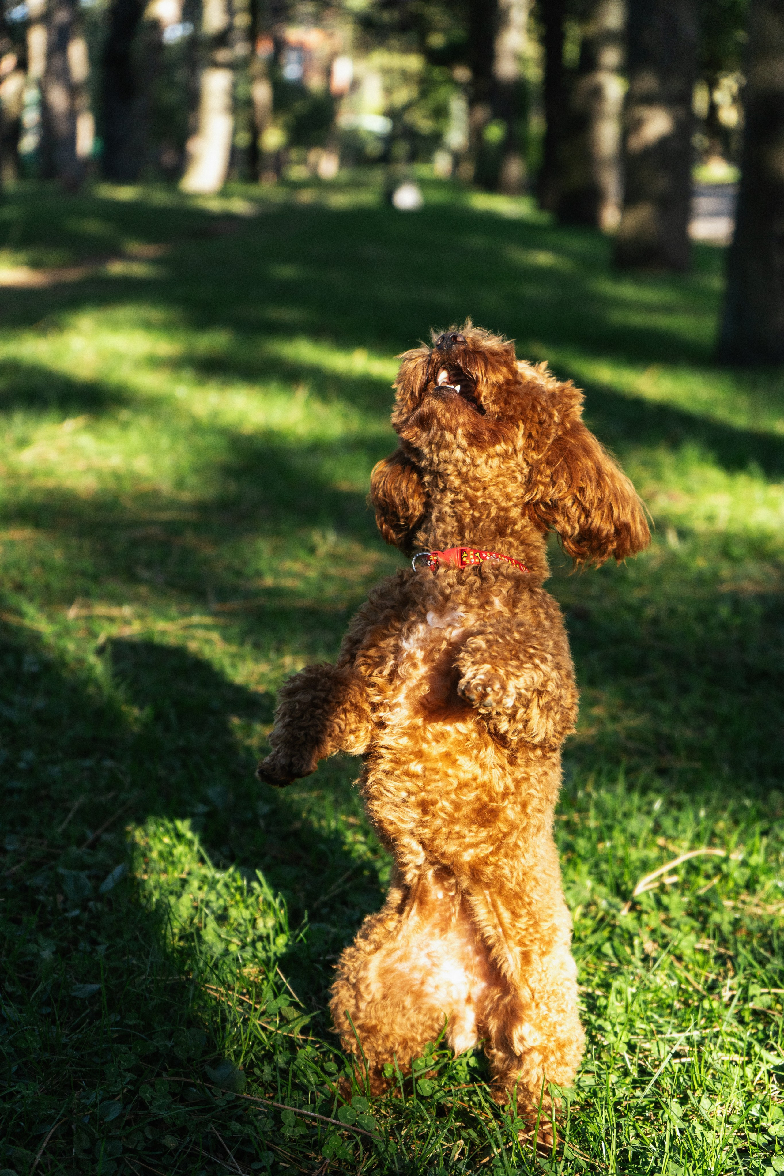Pets. Makaroshkassirom — photographer in Minsk