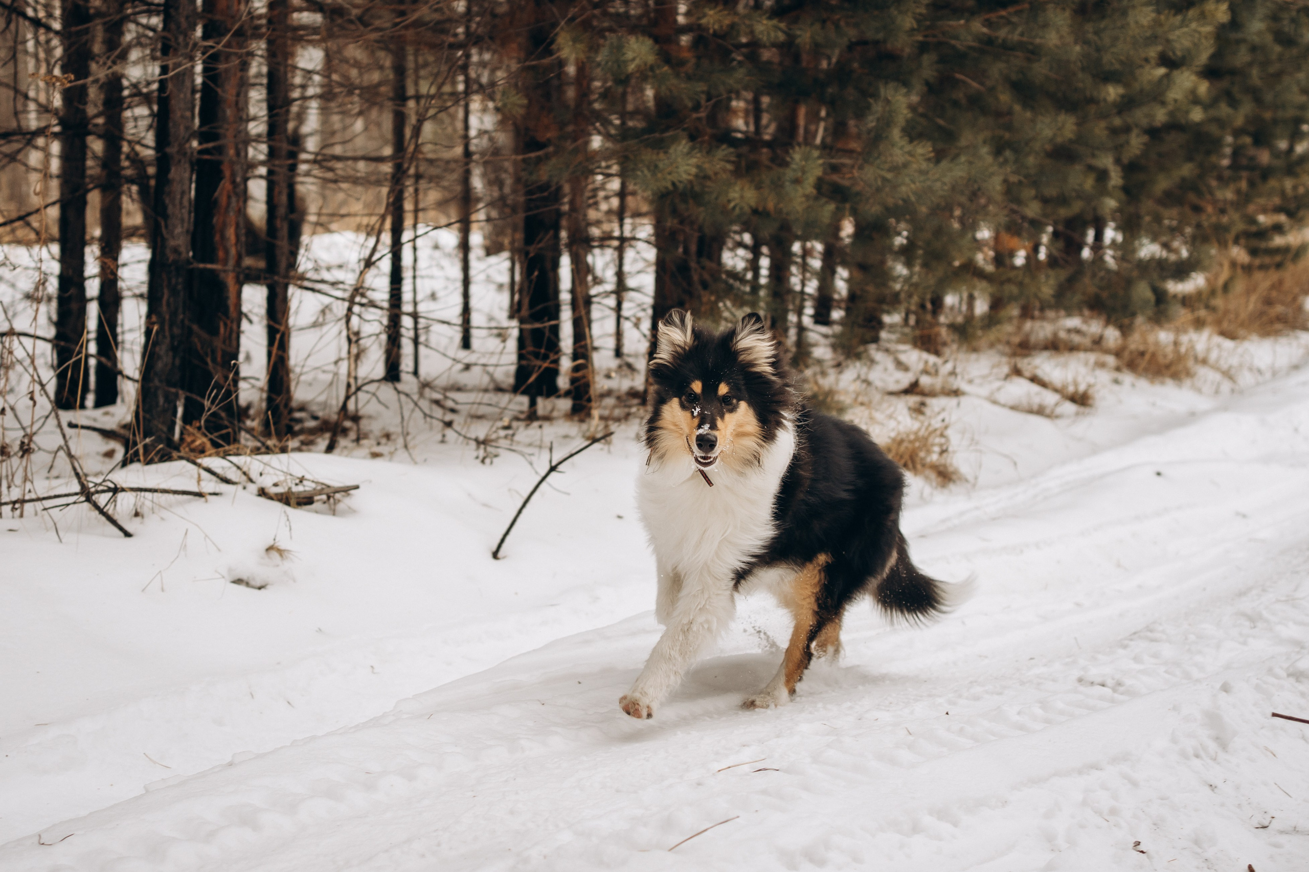 Альма. Фотограф-анималист Анастасия Большакова