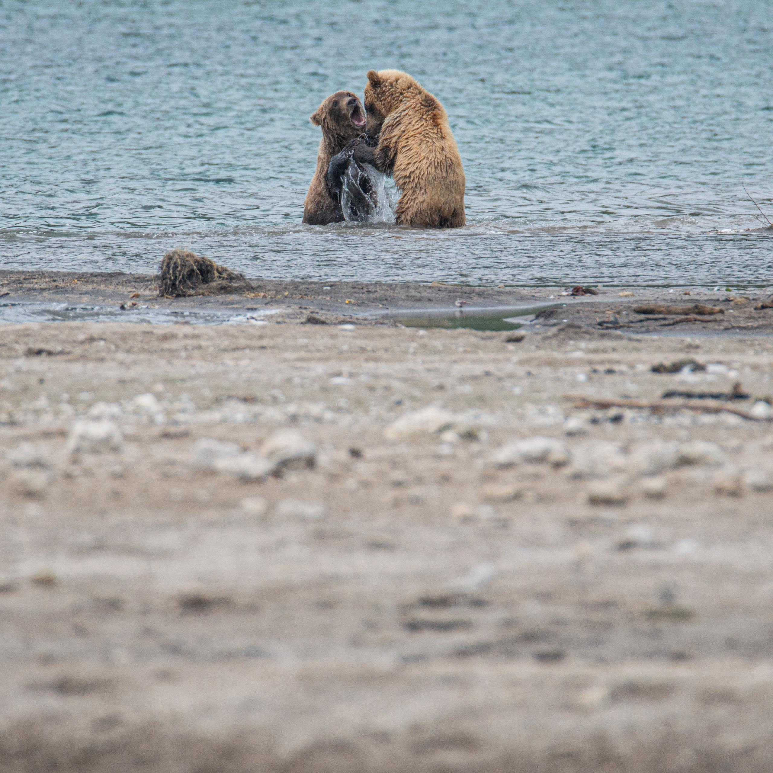 Камчатка — земля медведей. Игорь Иванко — Репортажный и событийный фотограф. Москва