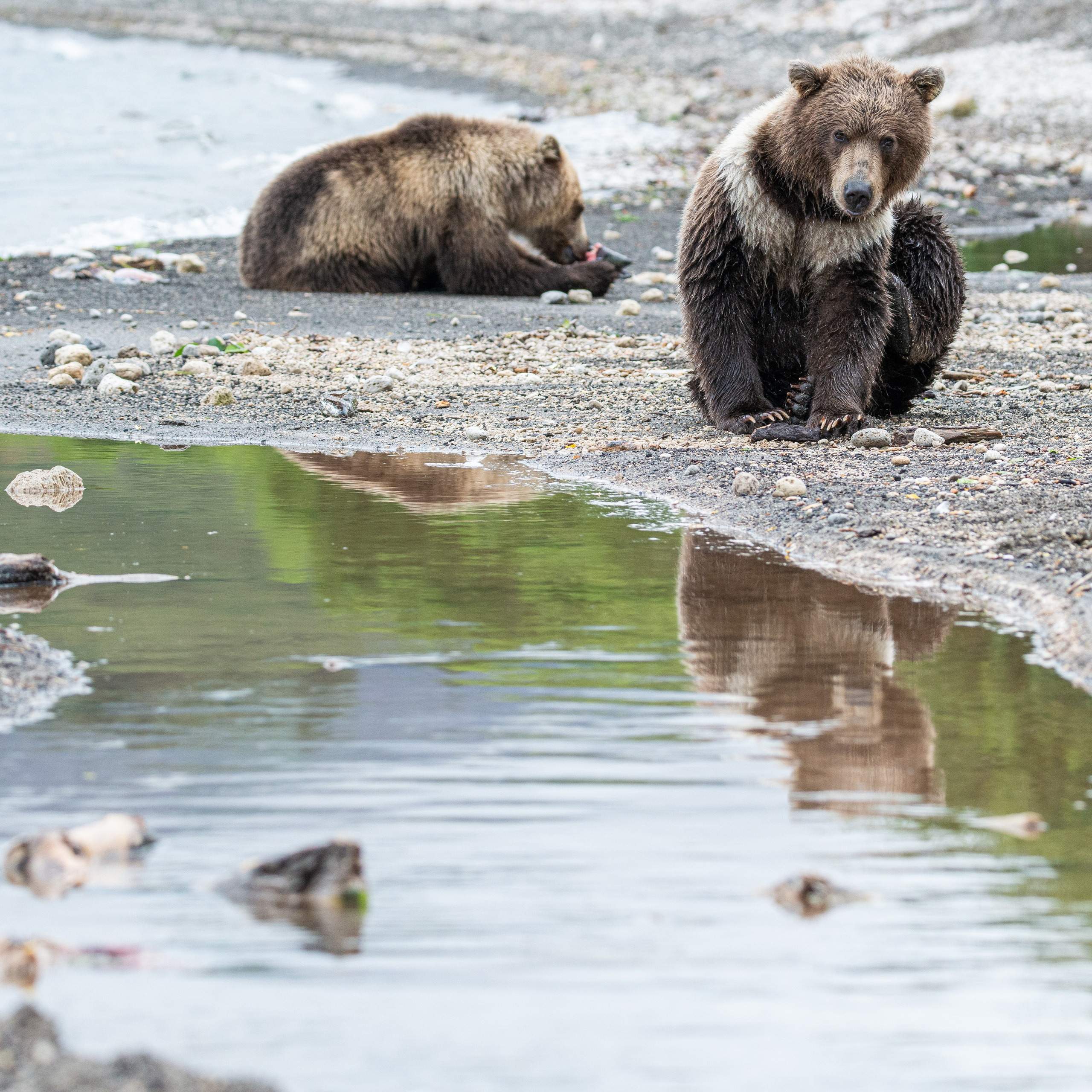 Камчатка — земля медведей. Игорь Иванко — Репортажный и событийный фотограф. Москва