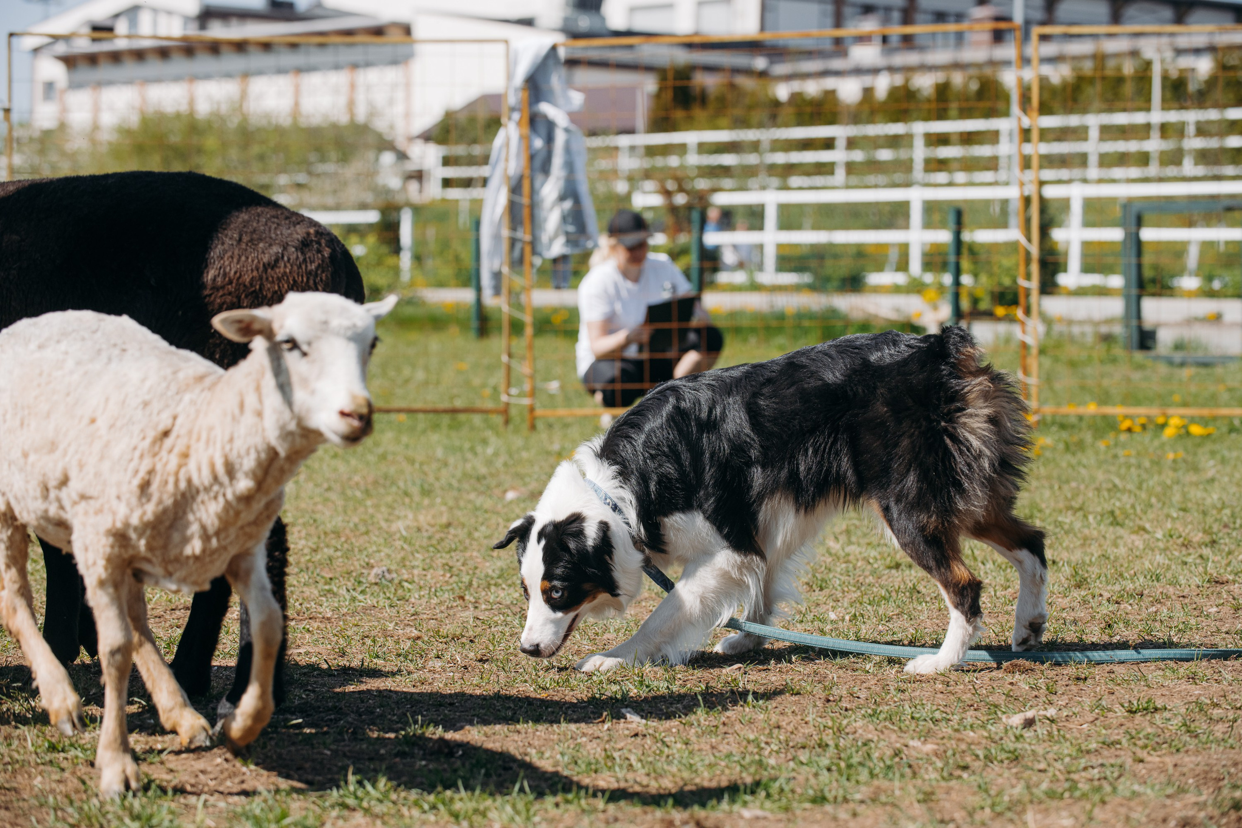 Синдра. BLGKV питомник собак
