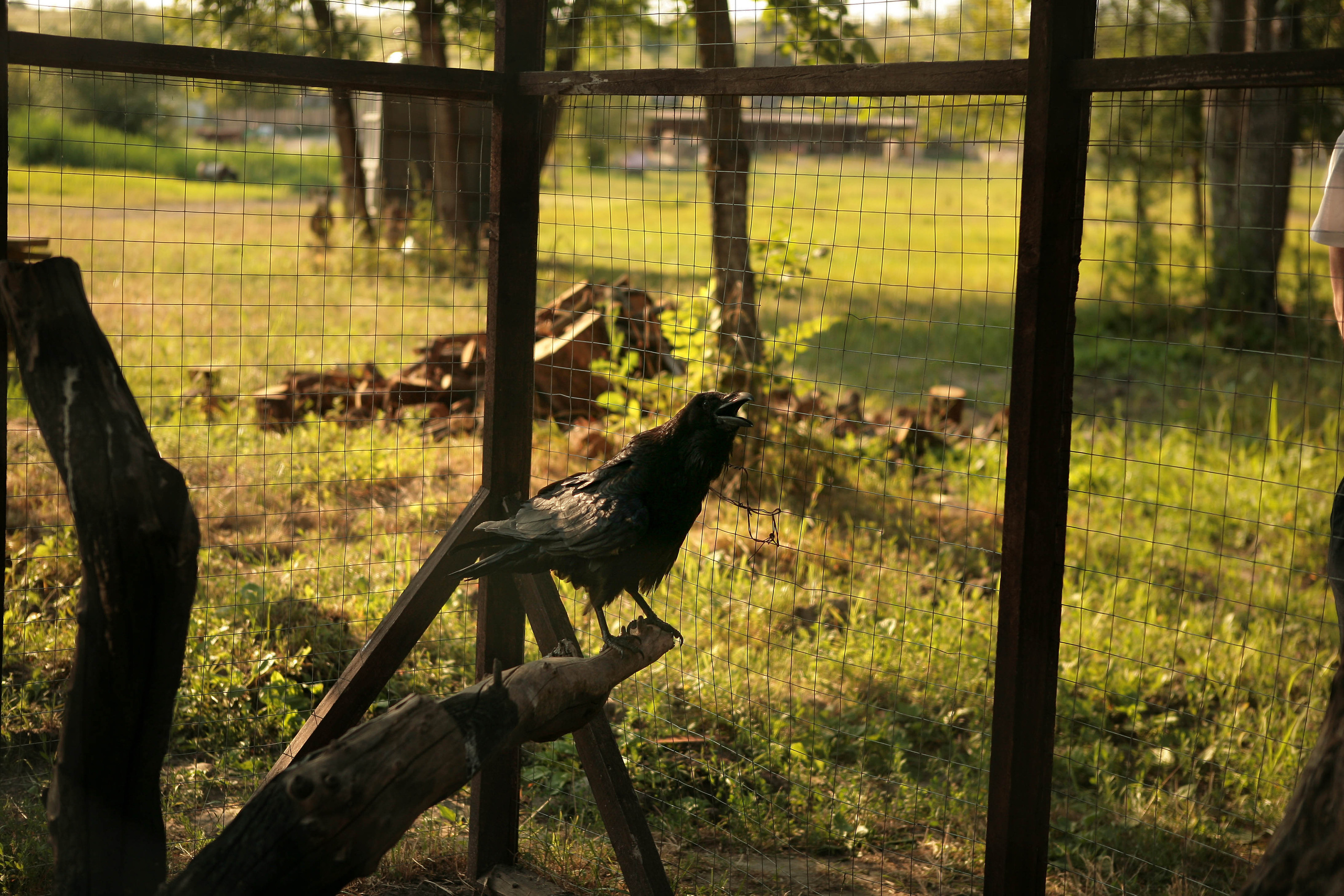 Екатерина и Евгений. Свадебный фотограф Евгения Фролова г. Каменск-Шахтинский, Донецк, Ростов