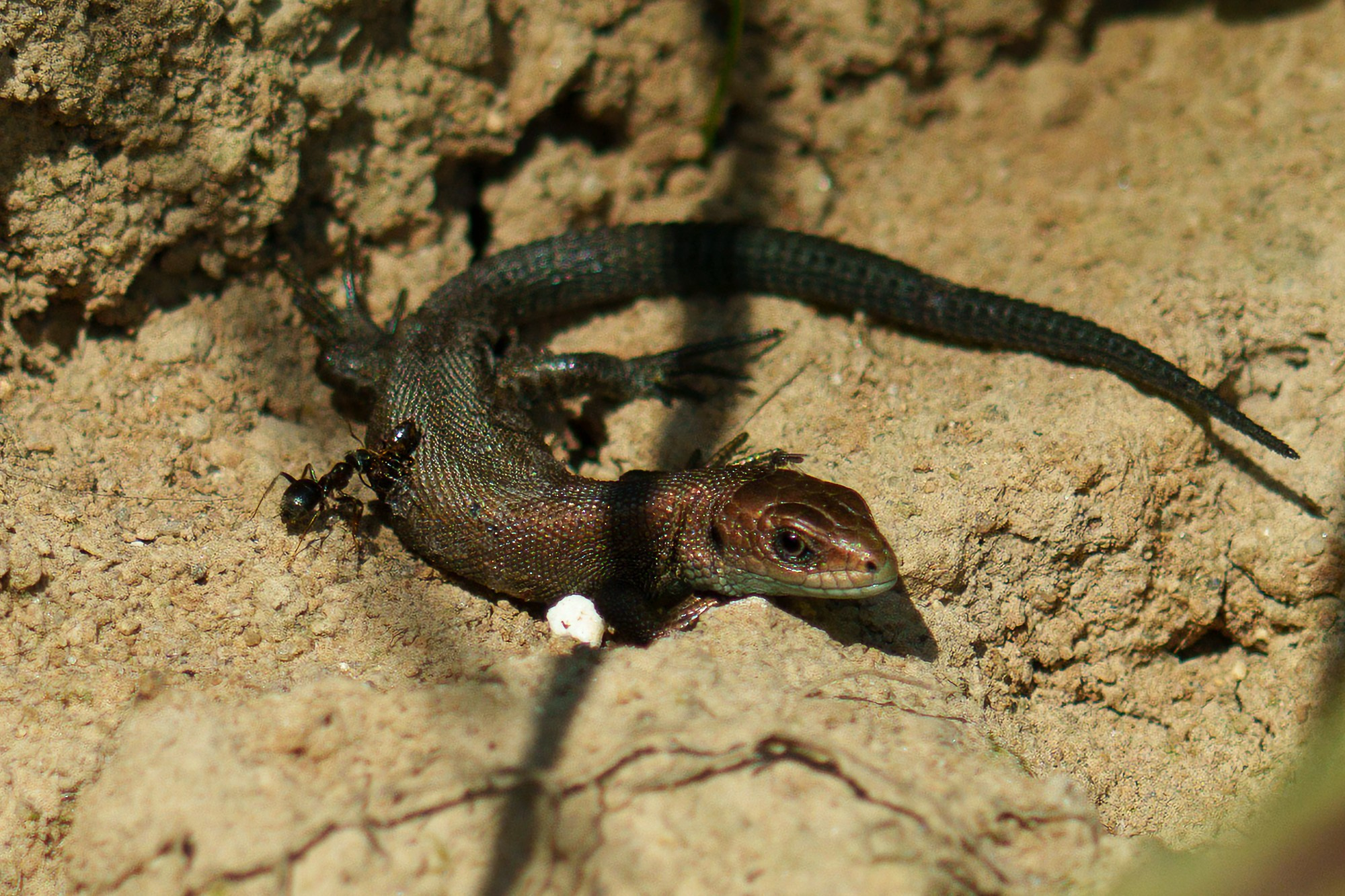 Животные. Ваш личный фотограф Марина Волкова