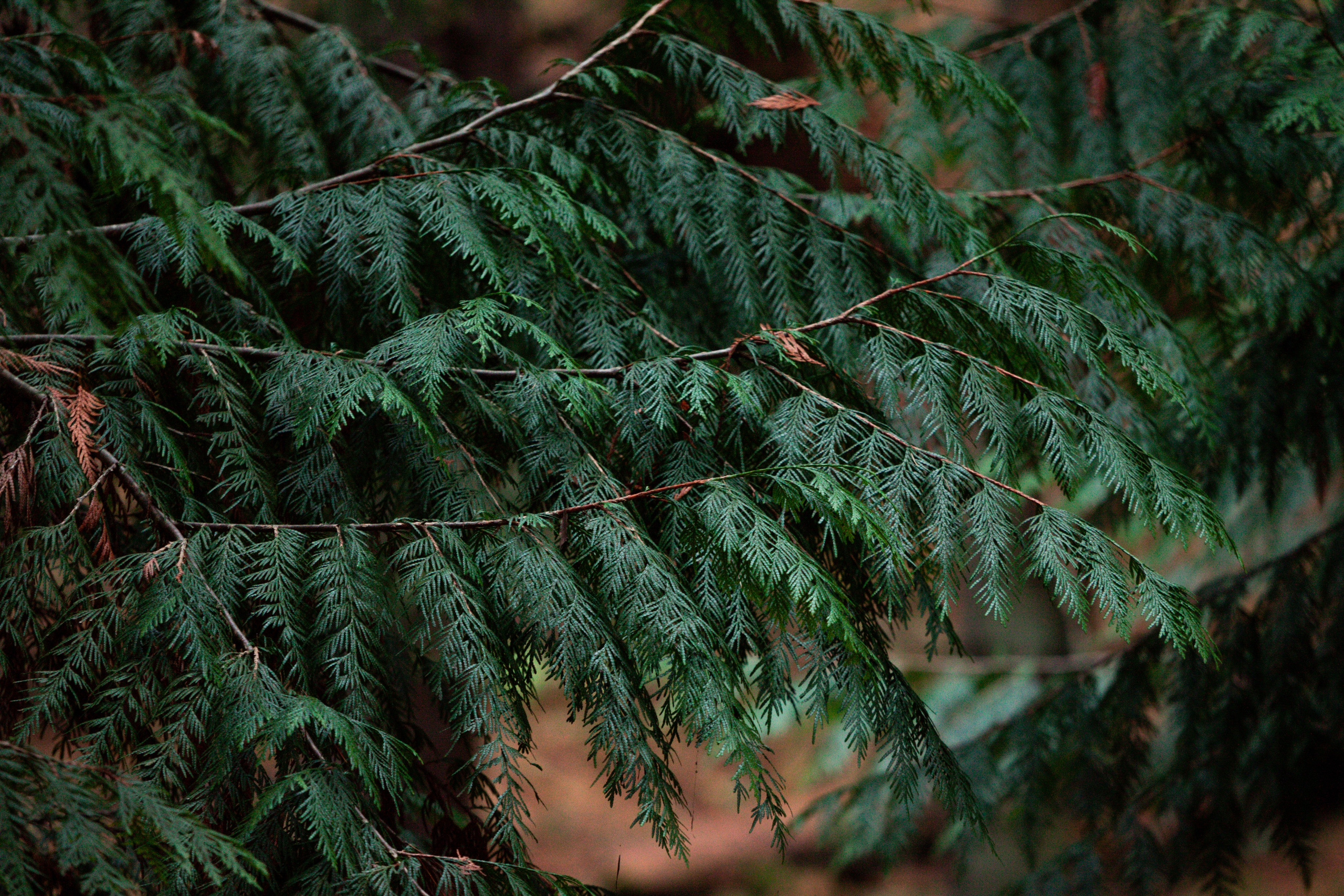 Ноябрь Роща. Дария Галямова — фотограф: открытый, творческий, коммерческий