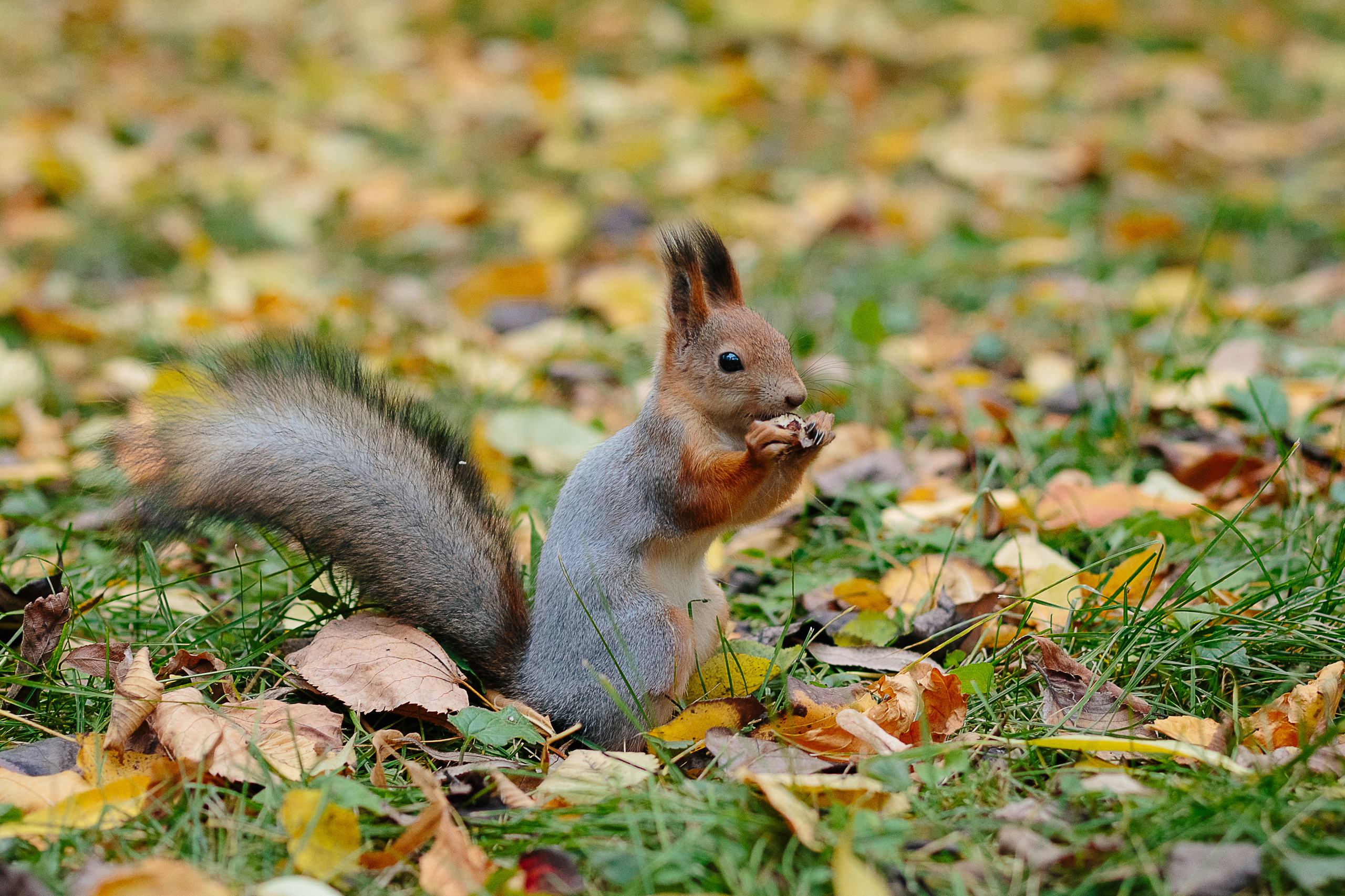Яркая осенняя фотосессия Лены и Матвея на улице. Свадебный и семейный фотограф Ксения Шекк Екатеринбург