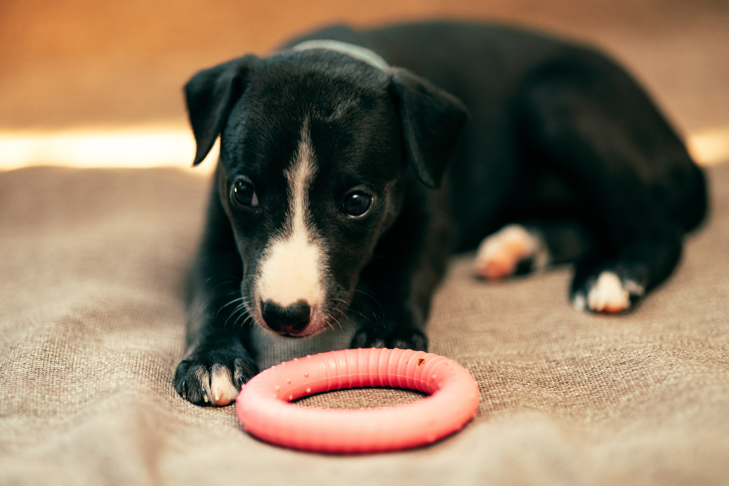 Щенки. Анна Самохина. Фотограф. Москва