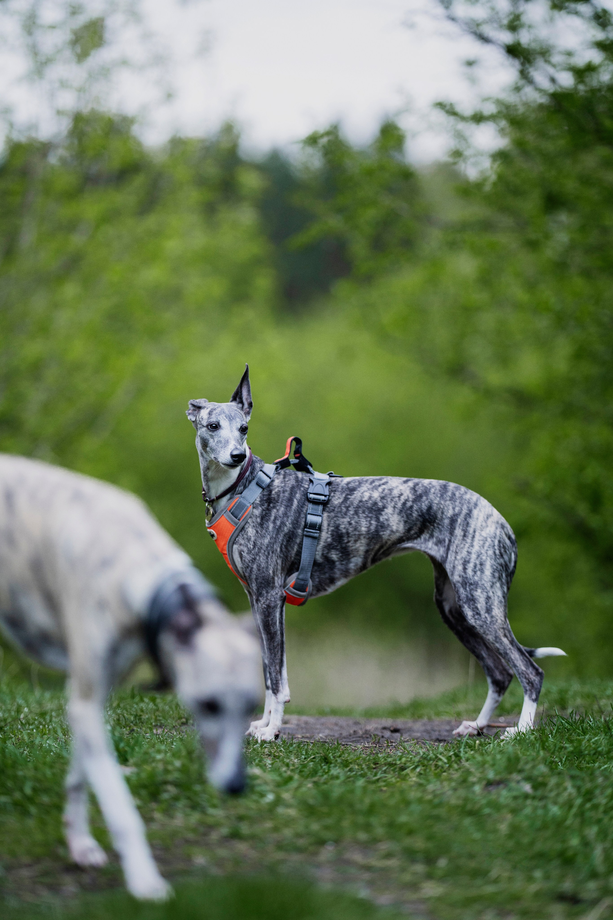 Ольга и ее красивые собаки. Kameramotor74