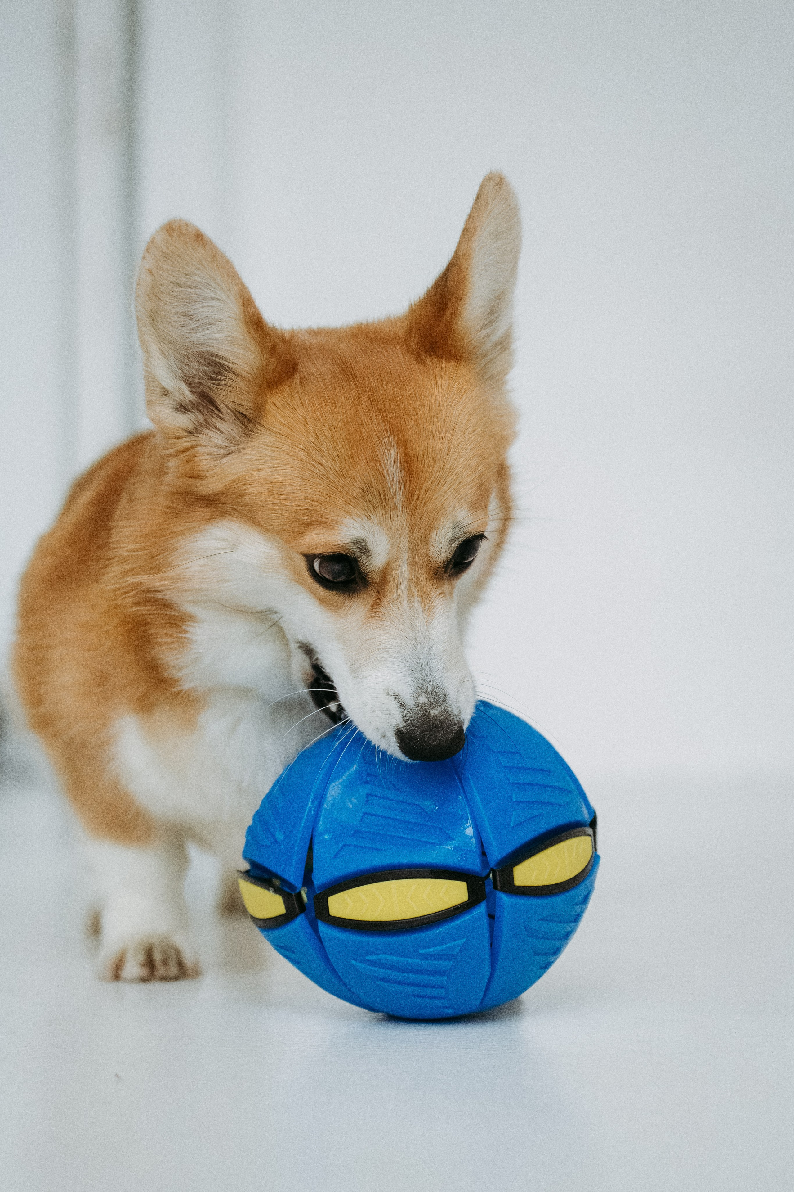 Мячи-попрыгуны. Фотораф — анималист Мария Шистка