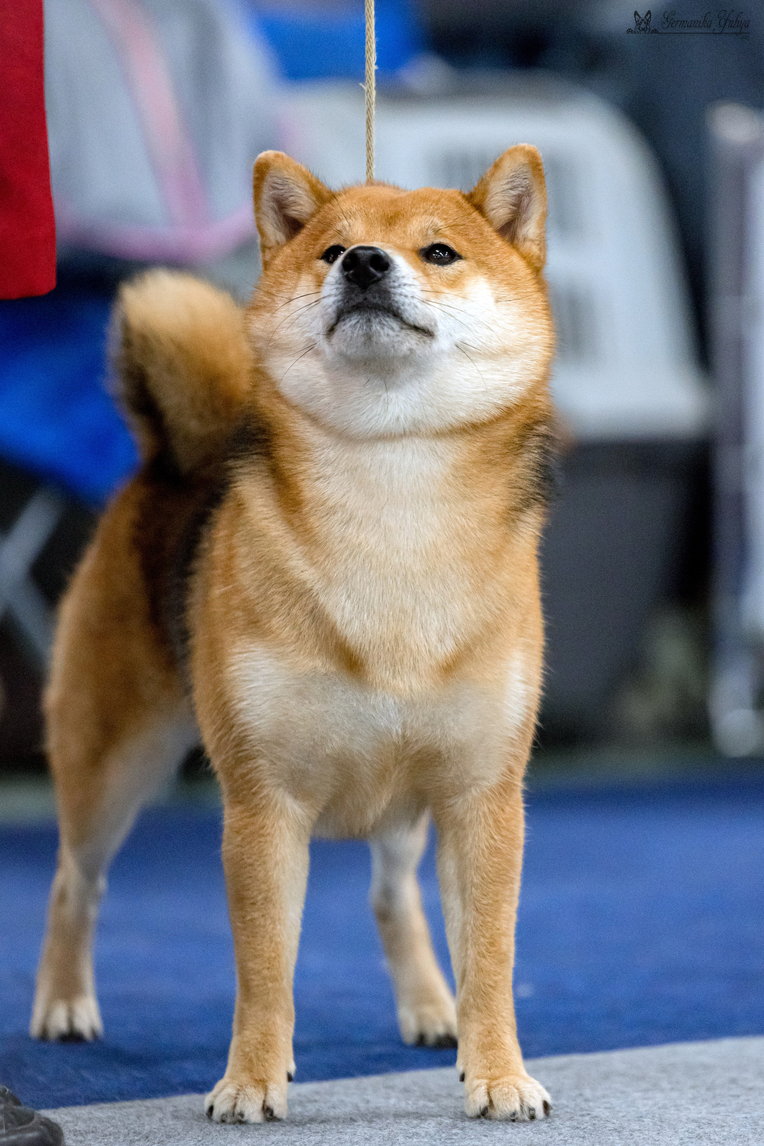 Сфера 29.10,Крокус 4.11,Сфера 12.11.2023. Фотограф-анималист Юлия Германика