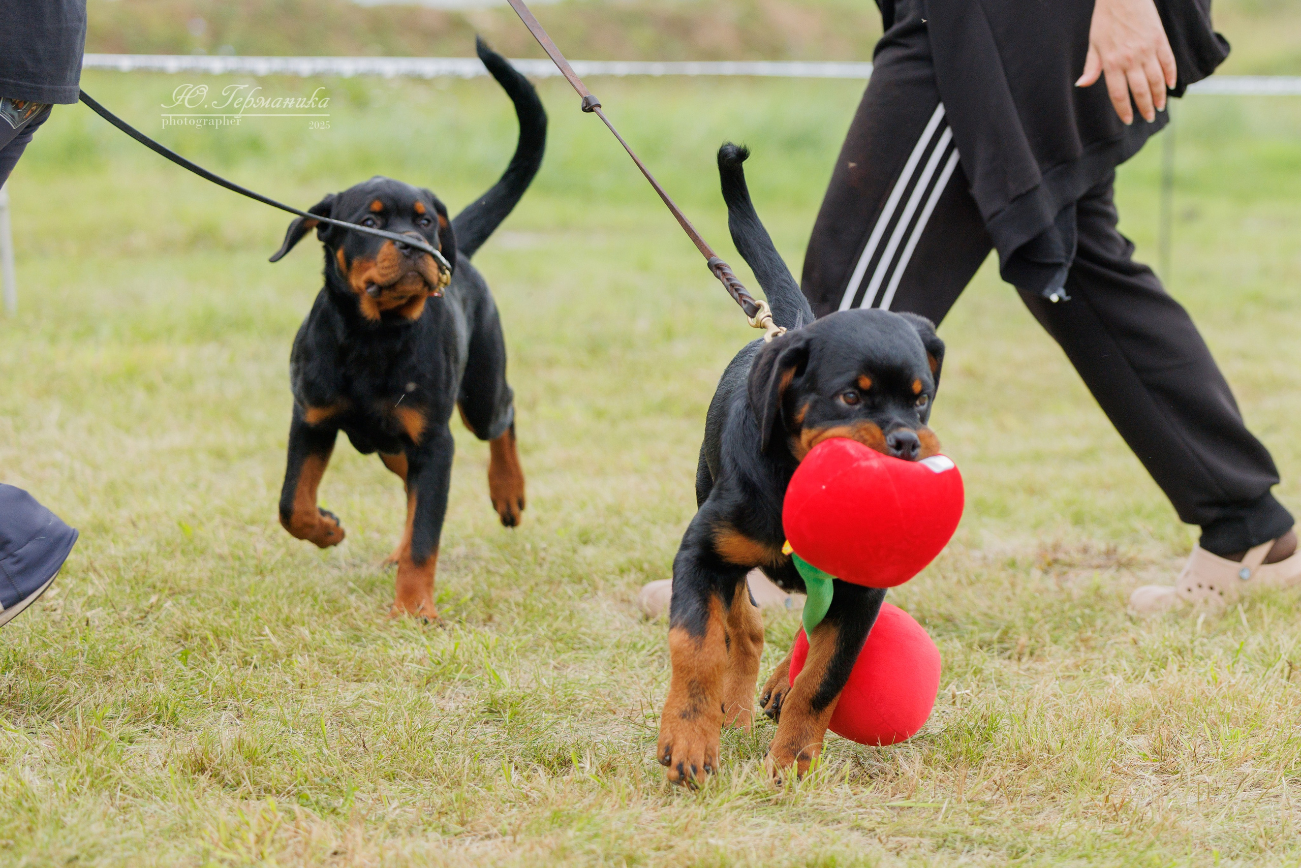 Рязань 2хмоно ротвейлеры 16-17.08.2025. Фотограф-анималист Юлия Германика