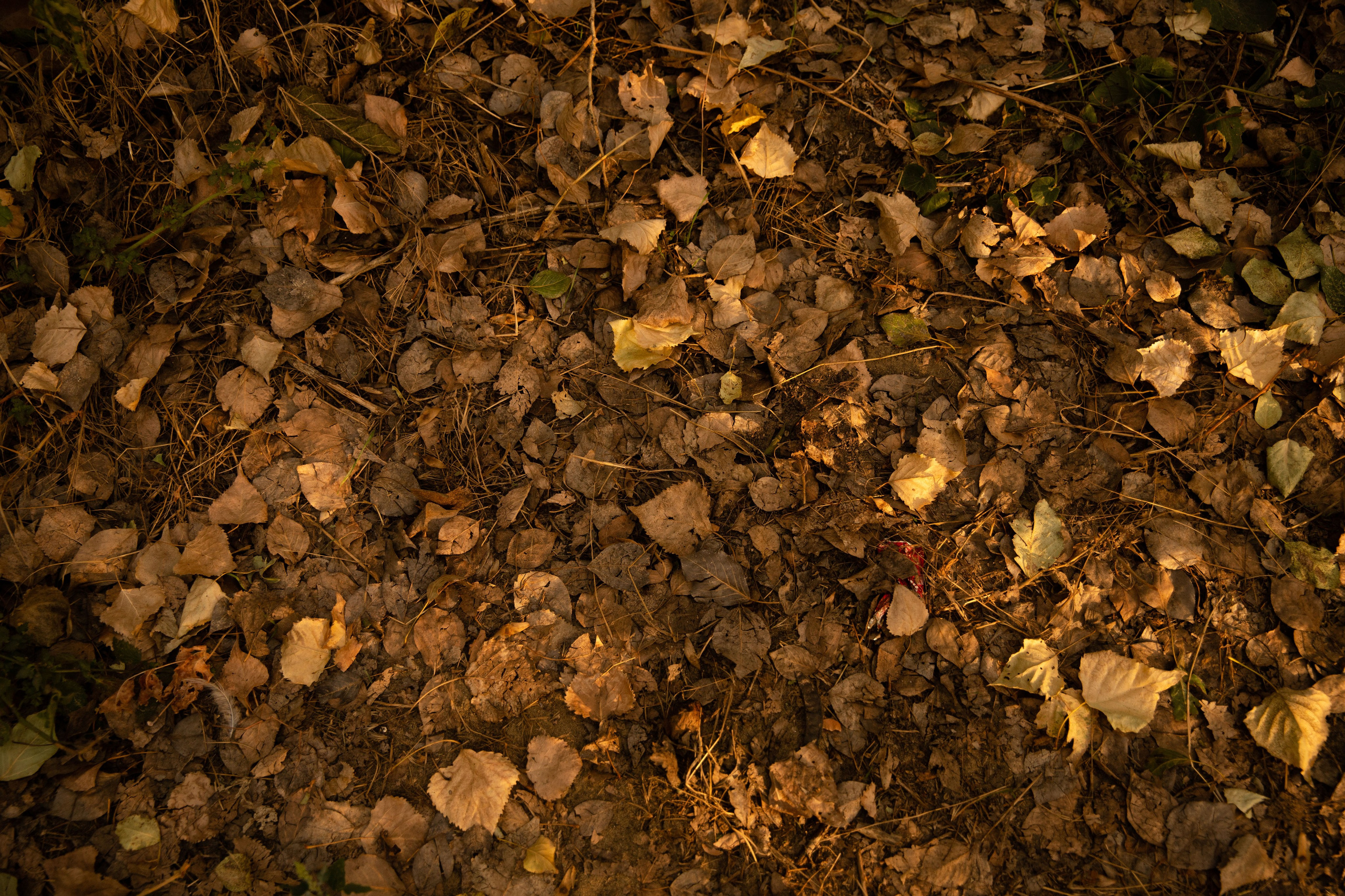 Женя и Мари. Семейный и свадебный фотограф в Краснодаре. Кристина Ендальцева
