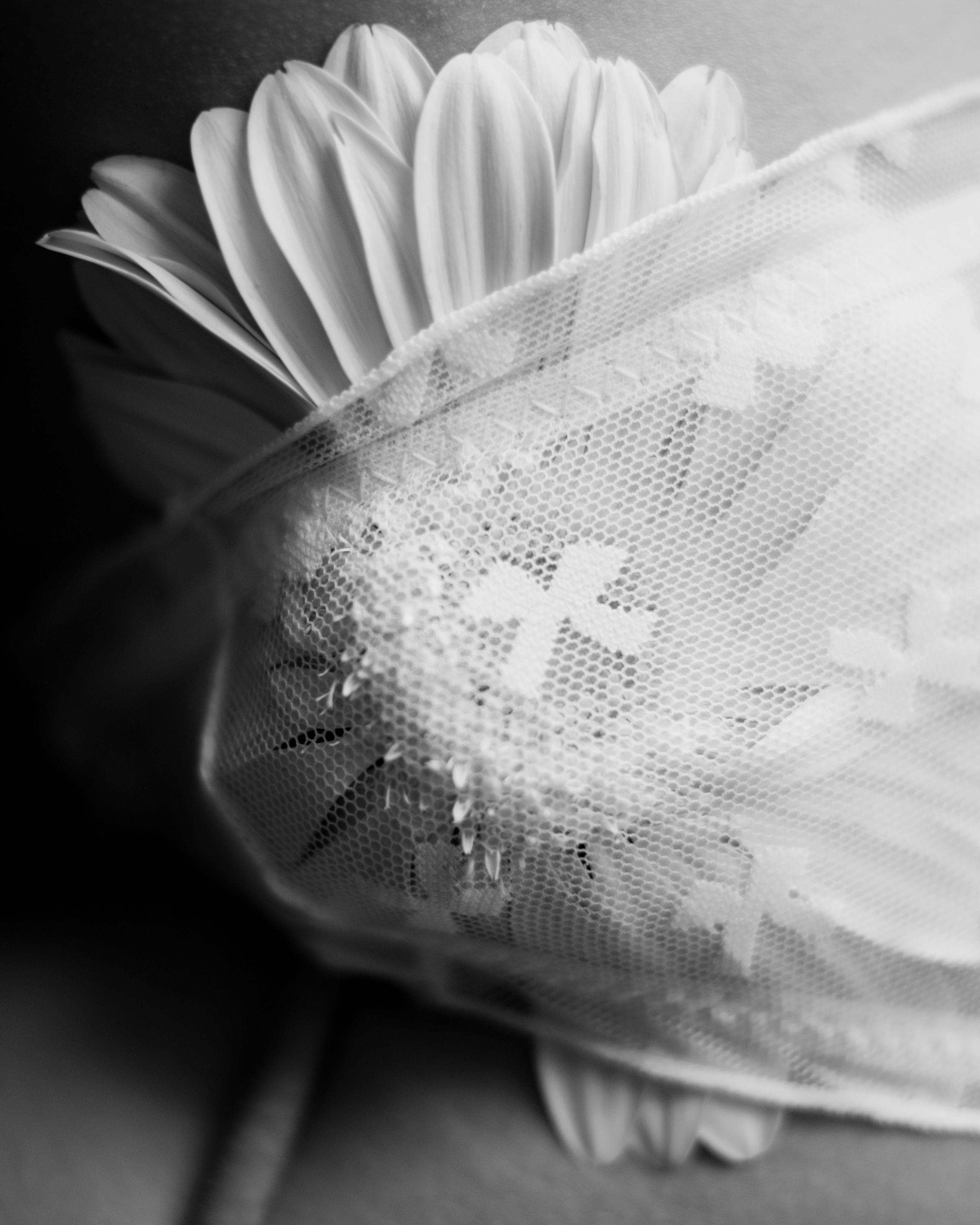 Нюта. Съёмка в центре. Lickord