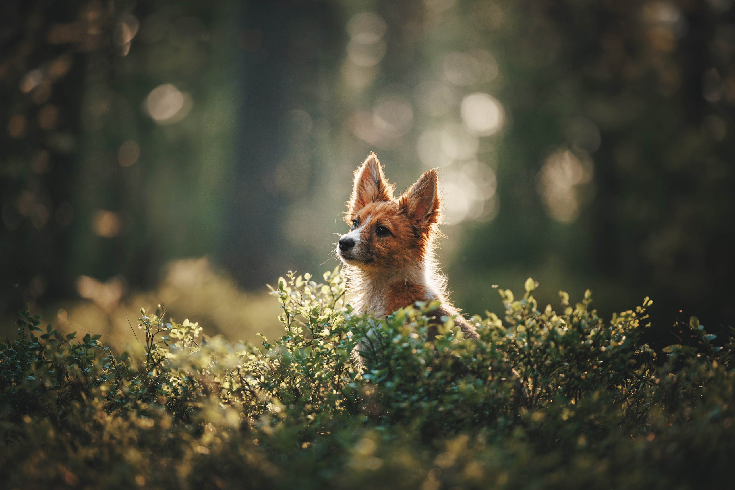 Токи, Янки, Лось, Мако и Рин. Фотограф анималист Осипчикова Мария