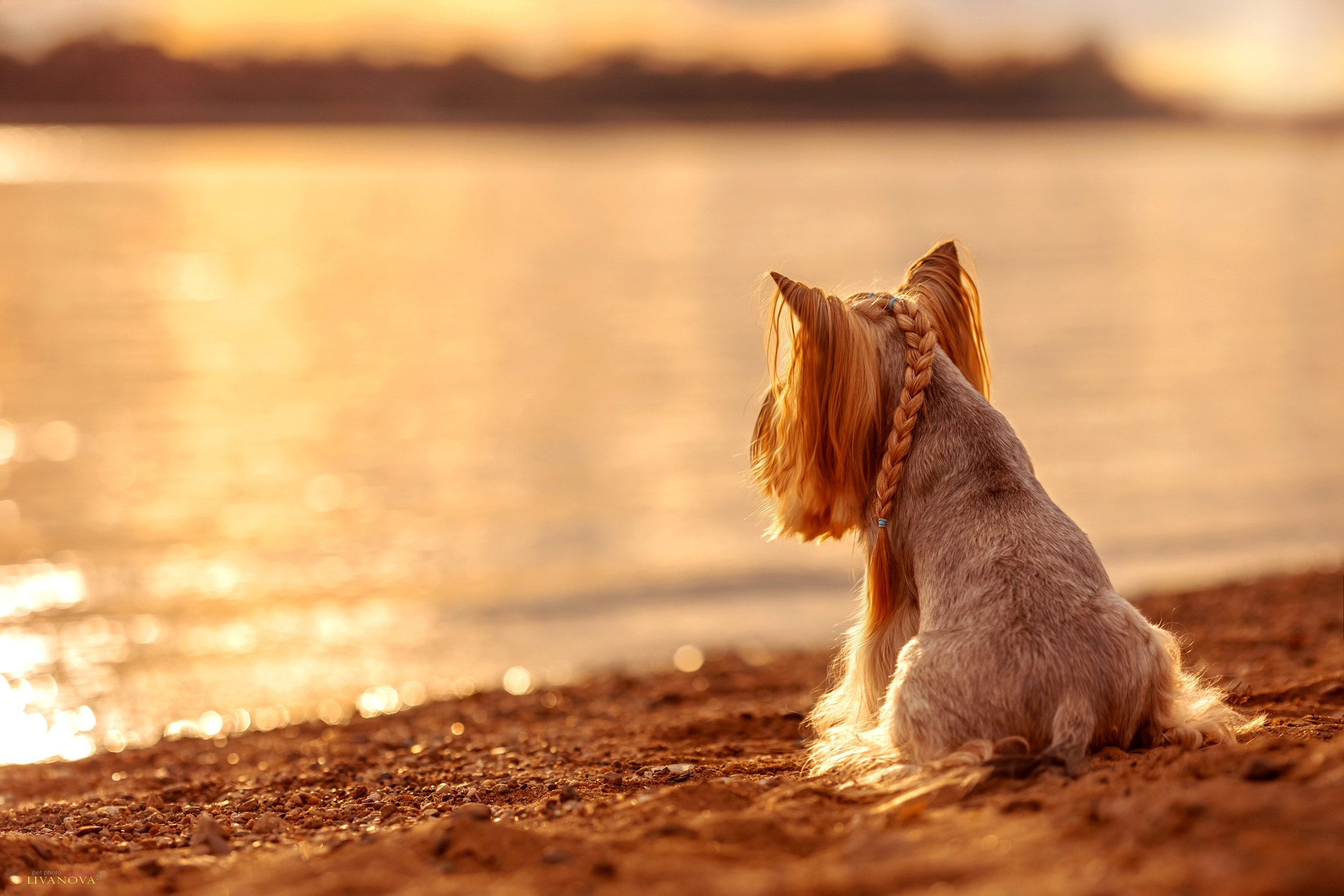 Катя + Астин и Олаф. Фотограф анималист Аня Ливанова | Рыбинск