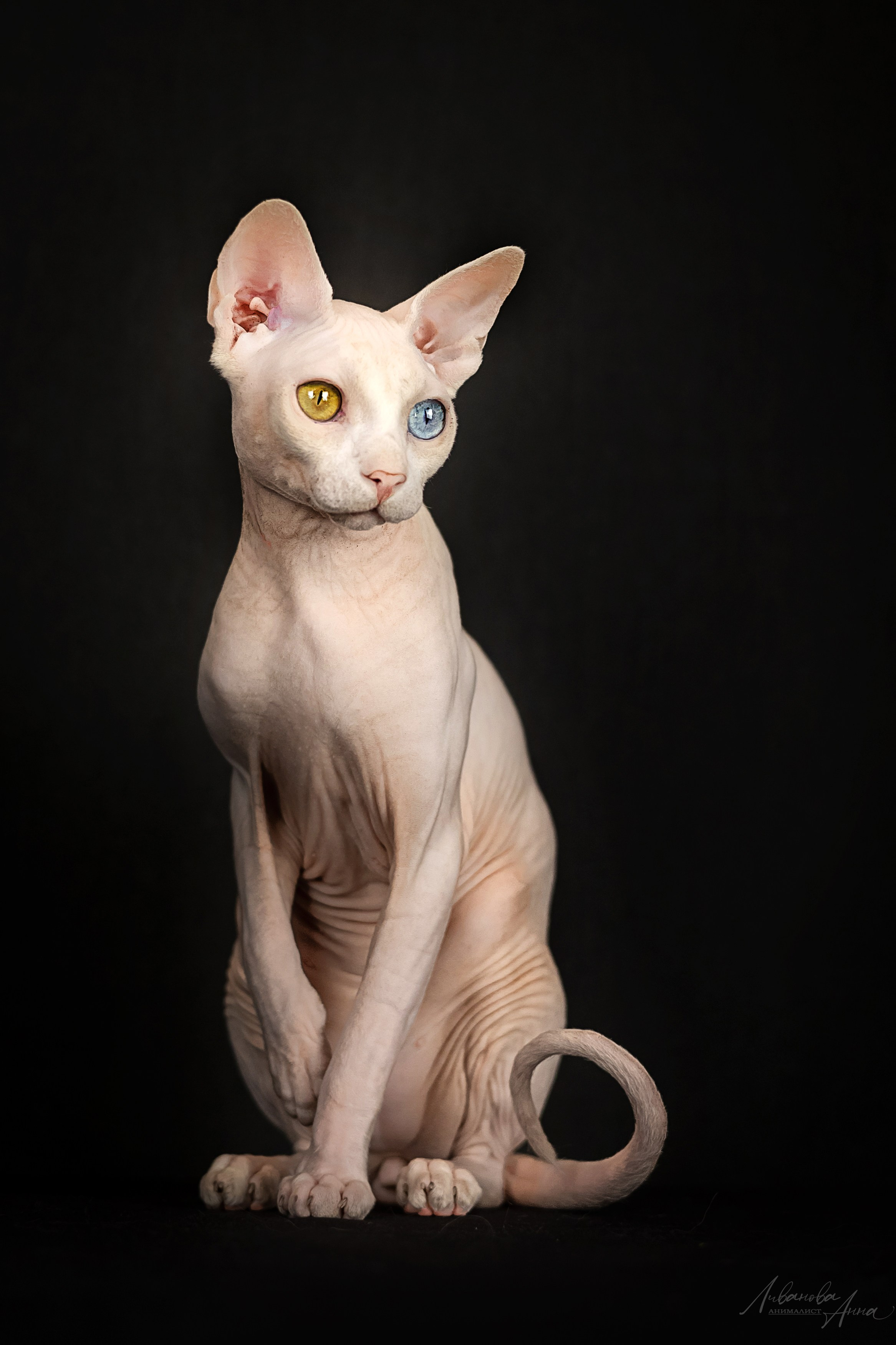 Сфинксы. Фотограф анималист Аня Ливанова | Рыбинск