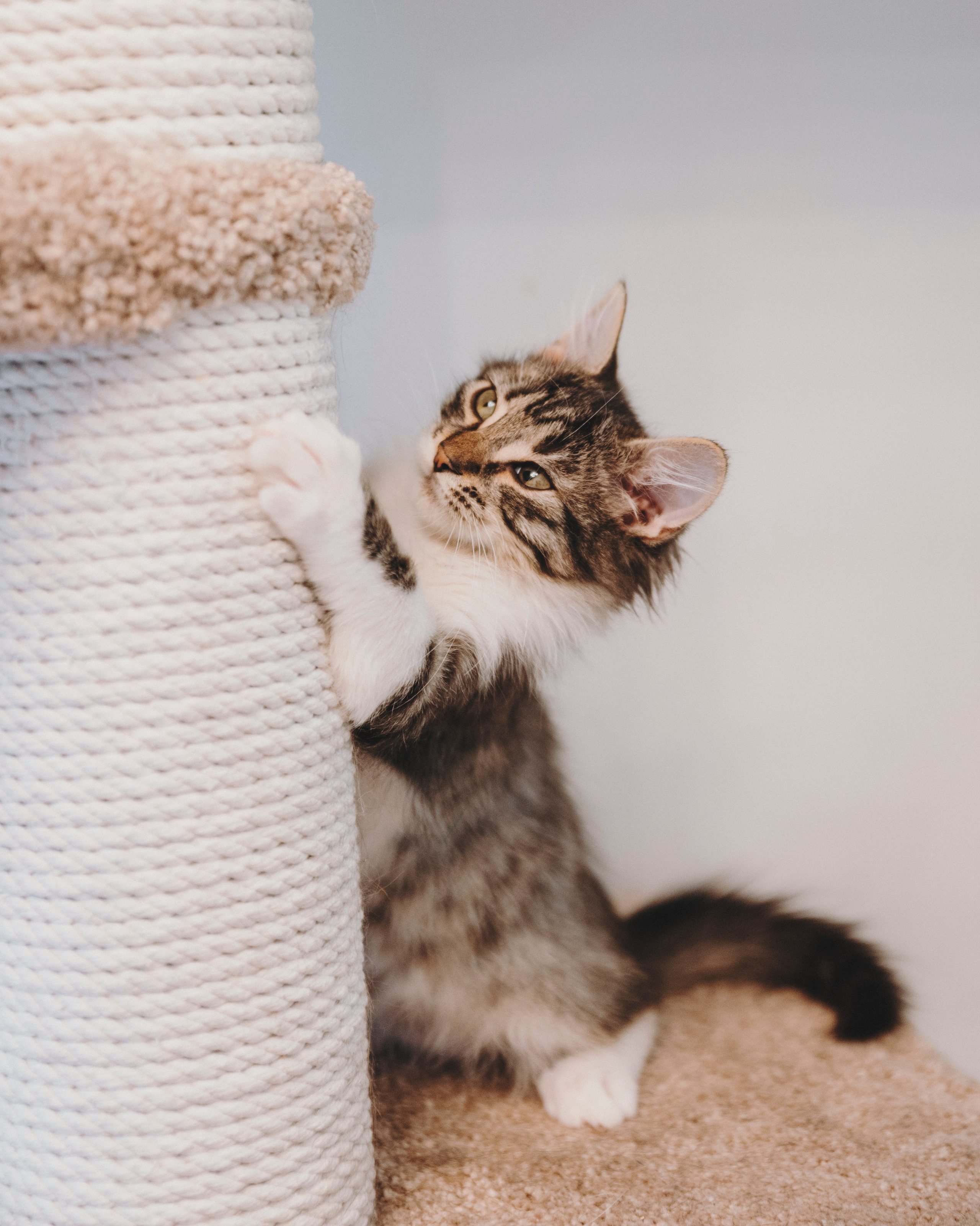 Животные. Фотограф Сочи-Краснодар