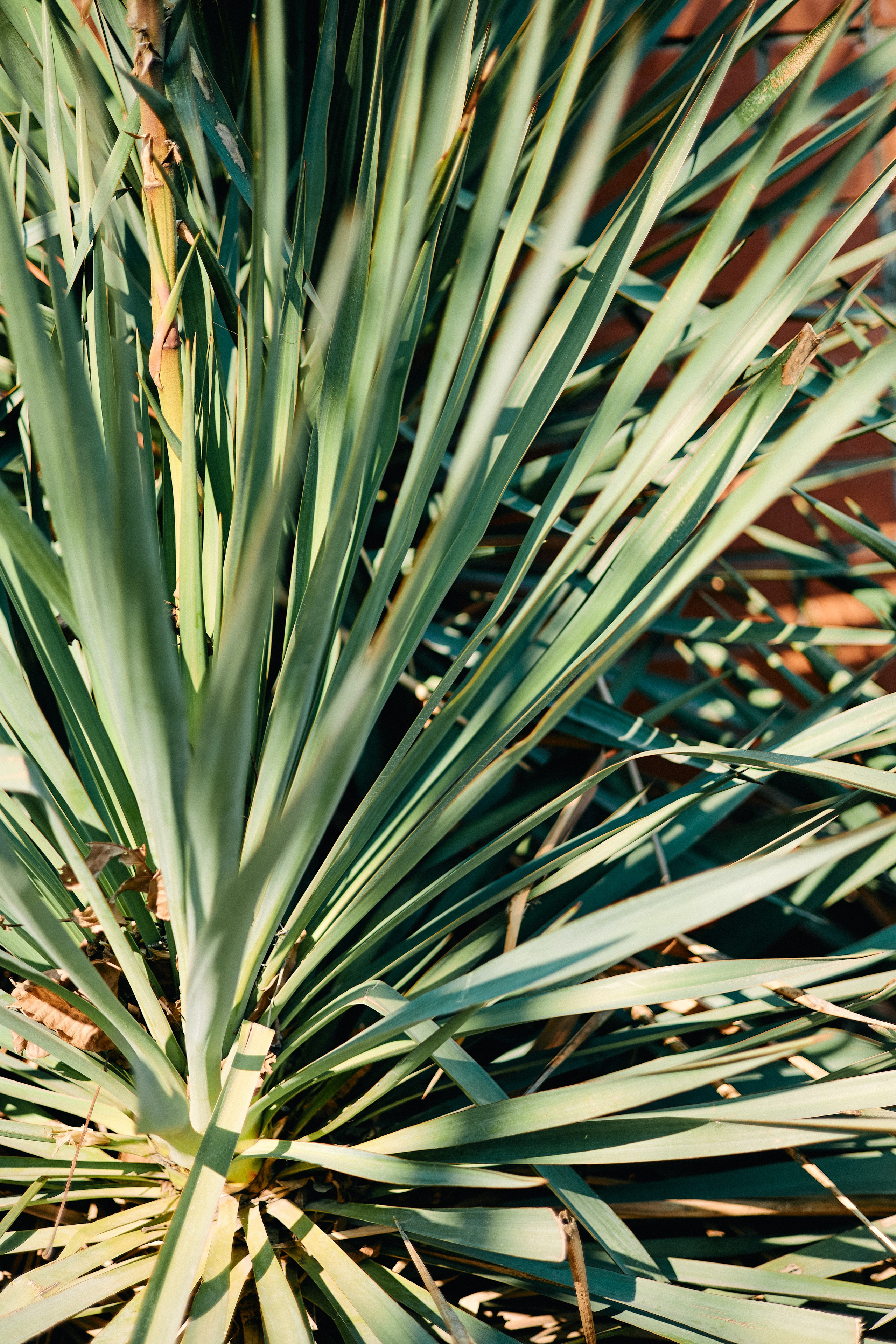 Юг России. Профессиональный Фотограф во Владимире, в Москве и в Суздале — Полина Романычева