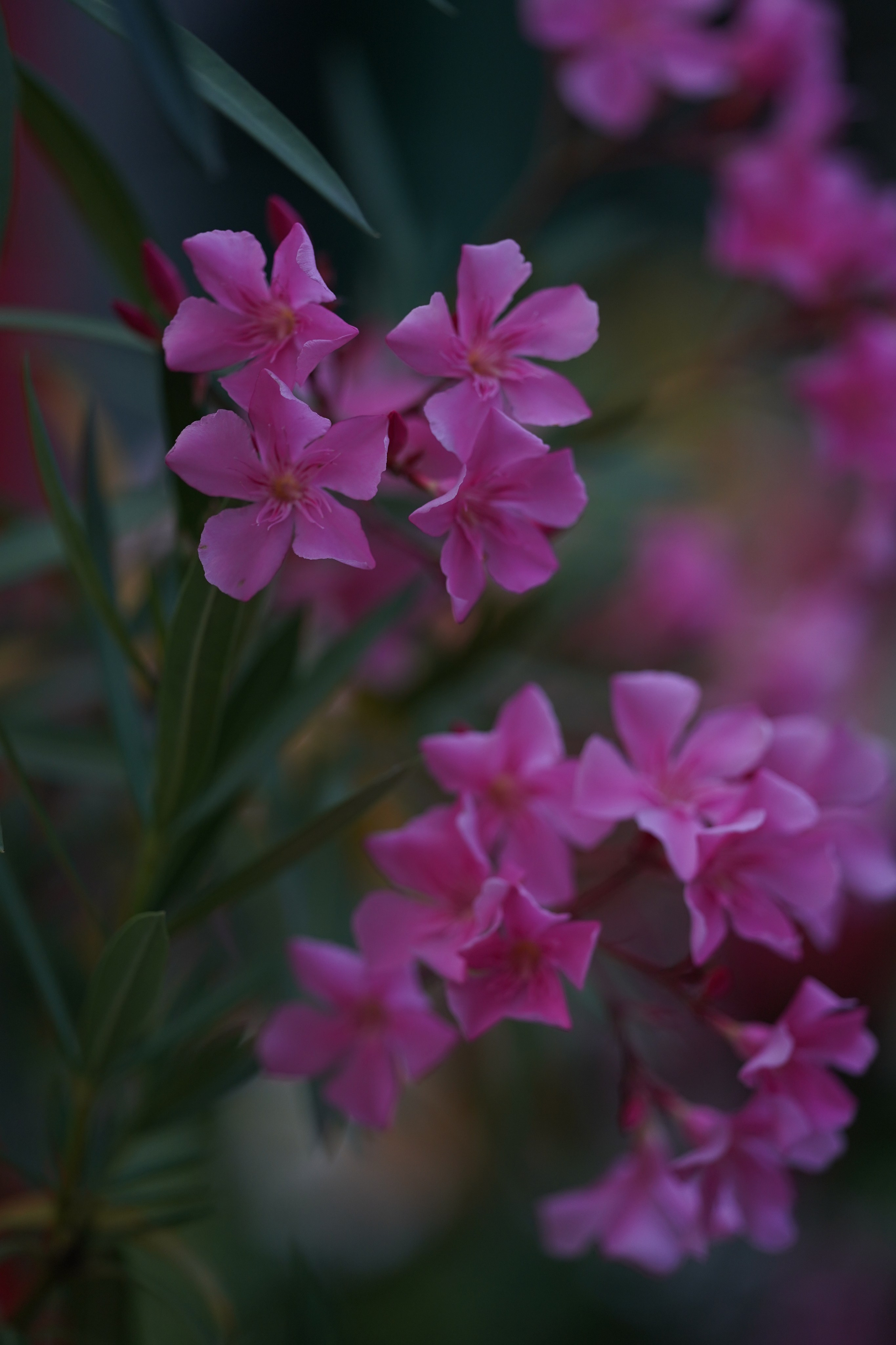 Московское чаепитие. Московские сезоны. Фотограф в Москве Мария ~Zagagul~