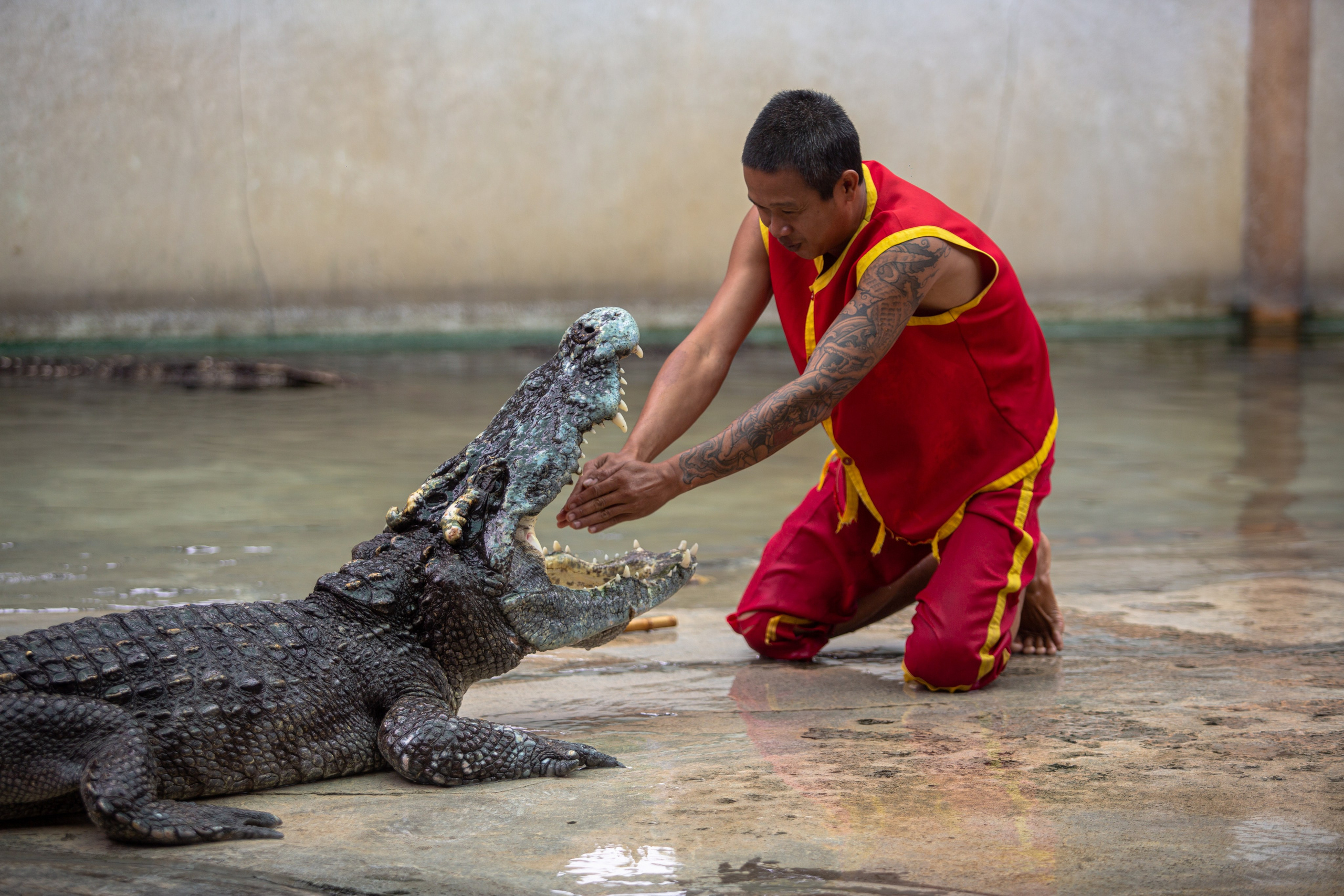 Samut Prakan Crocodile Farm & Zoo. Photographer Sonkina Tatiana (Tanya Ash)