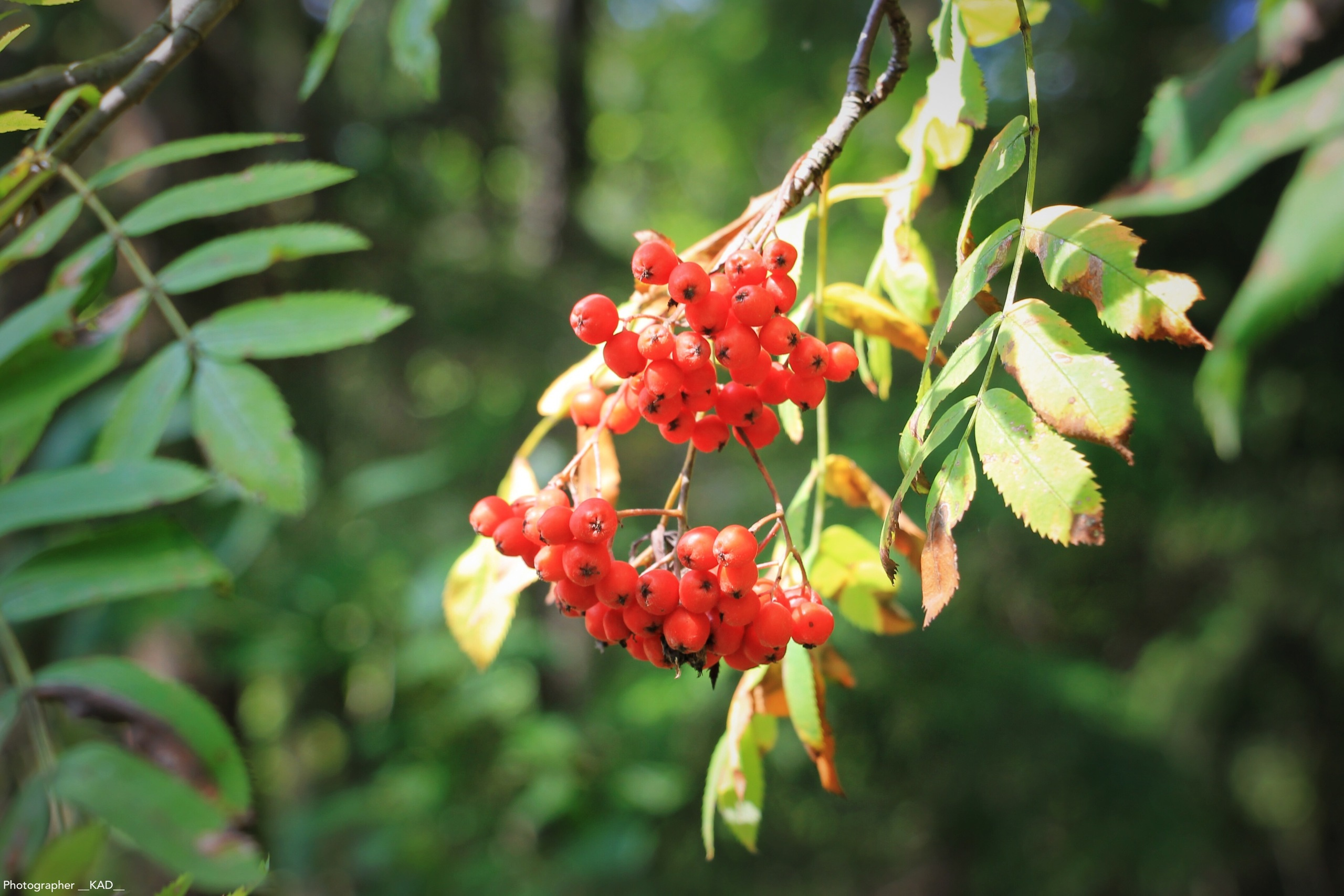 Макросъемка. Photographer K.A.D