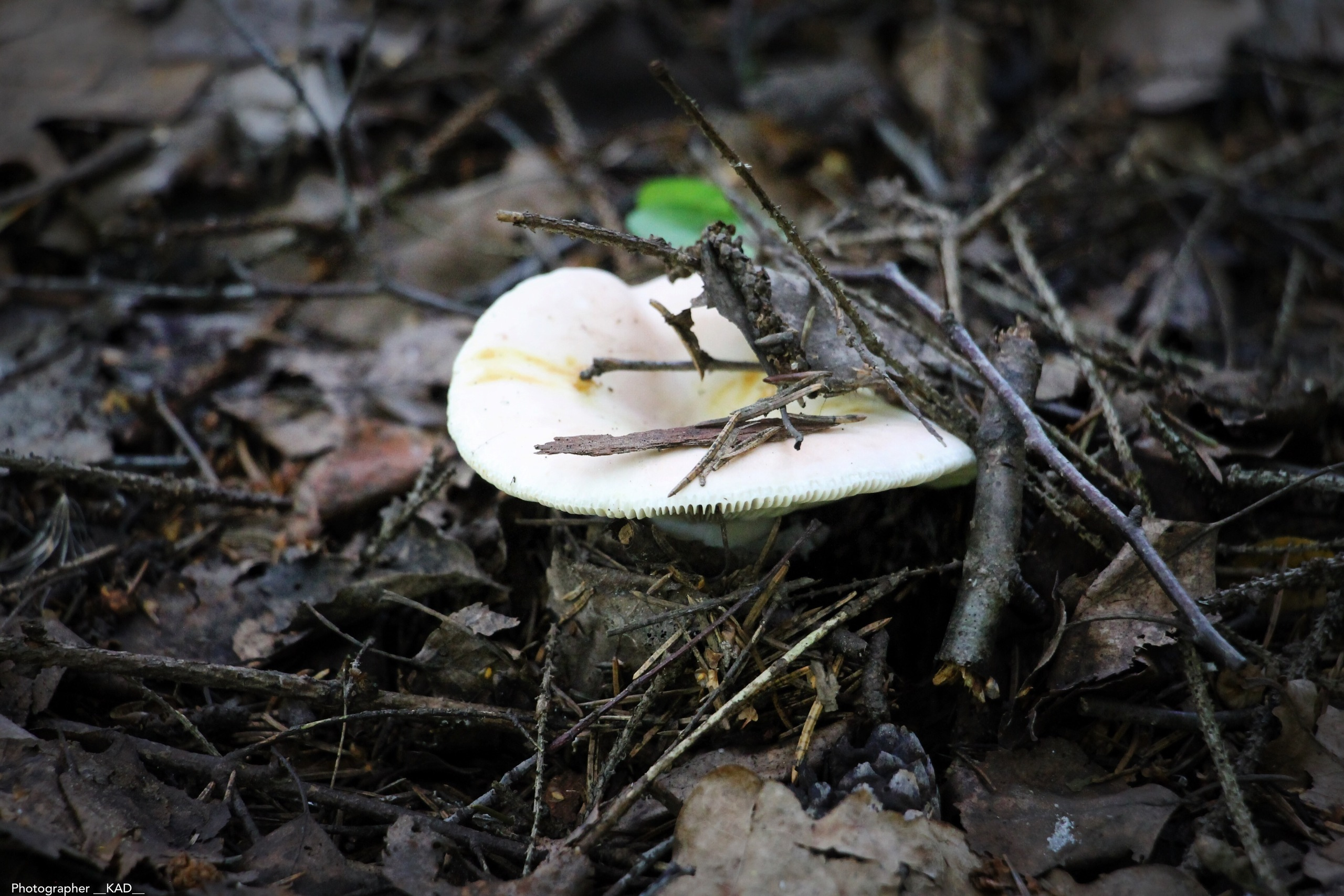 Макросъемка. Photographer K.A.D