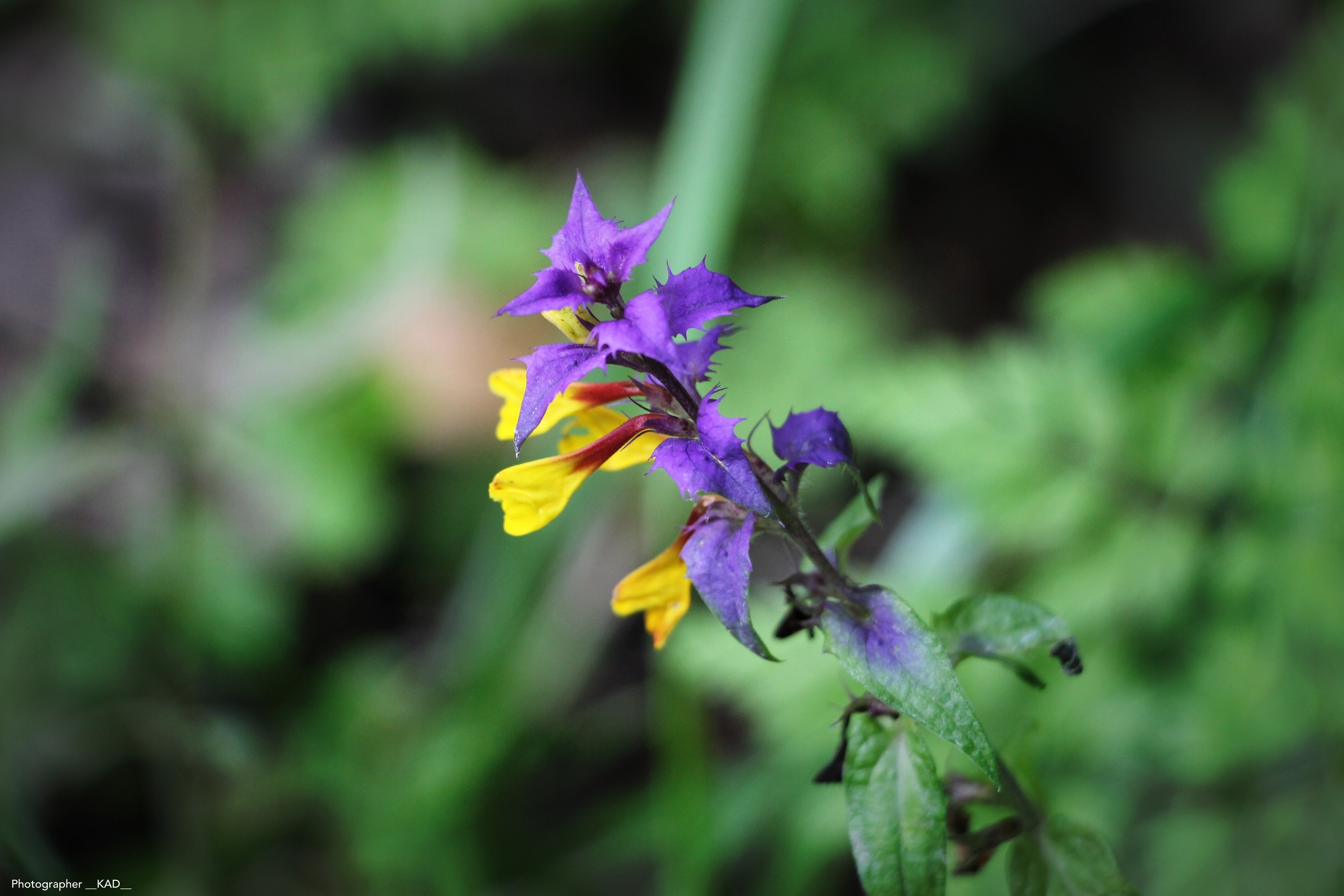 Макросъемка. Photographer K.A.D