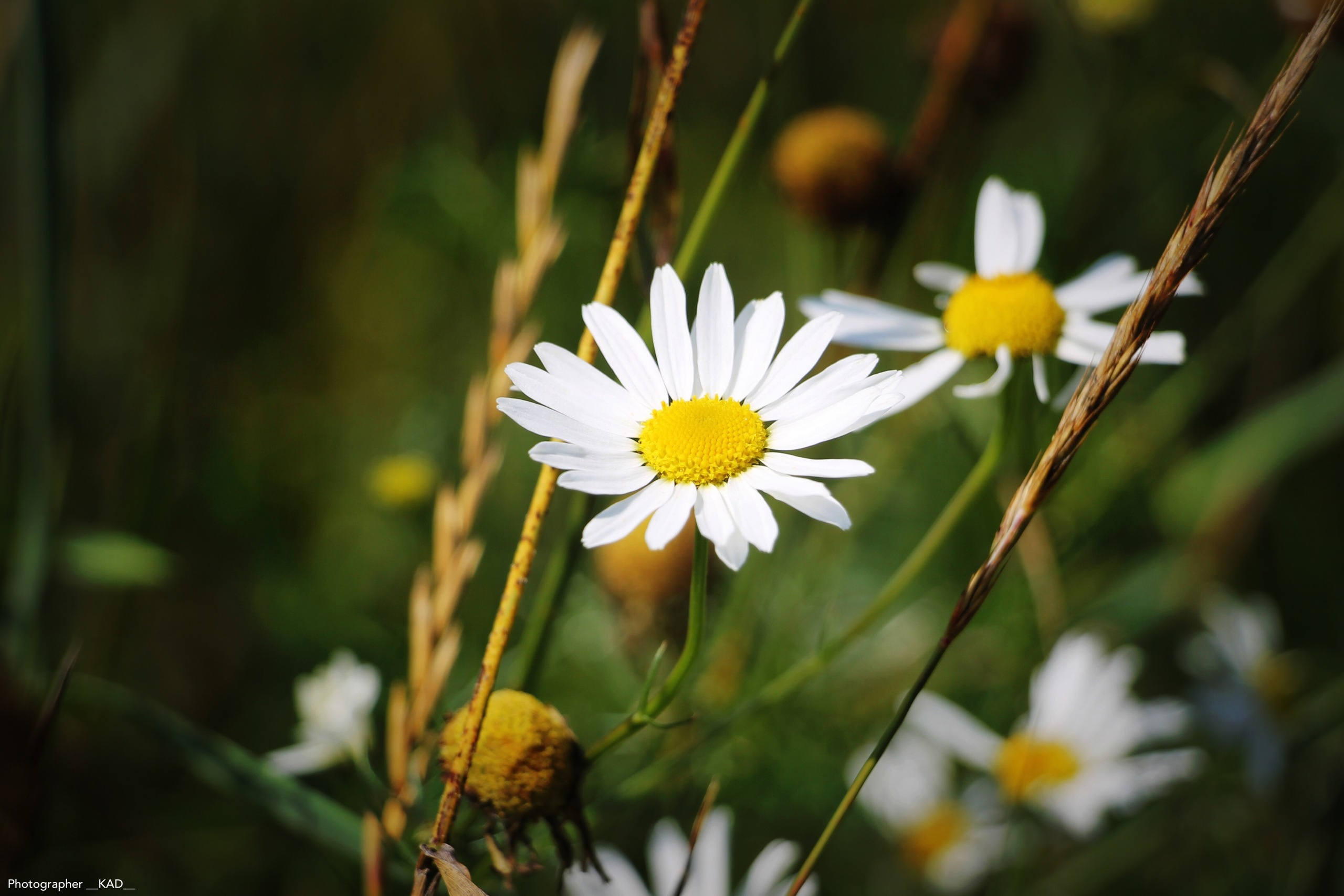 Макросъемка. Photographer K.A.D
