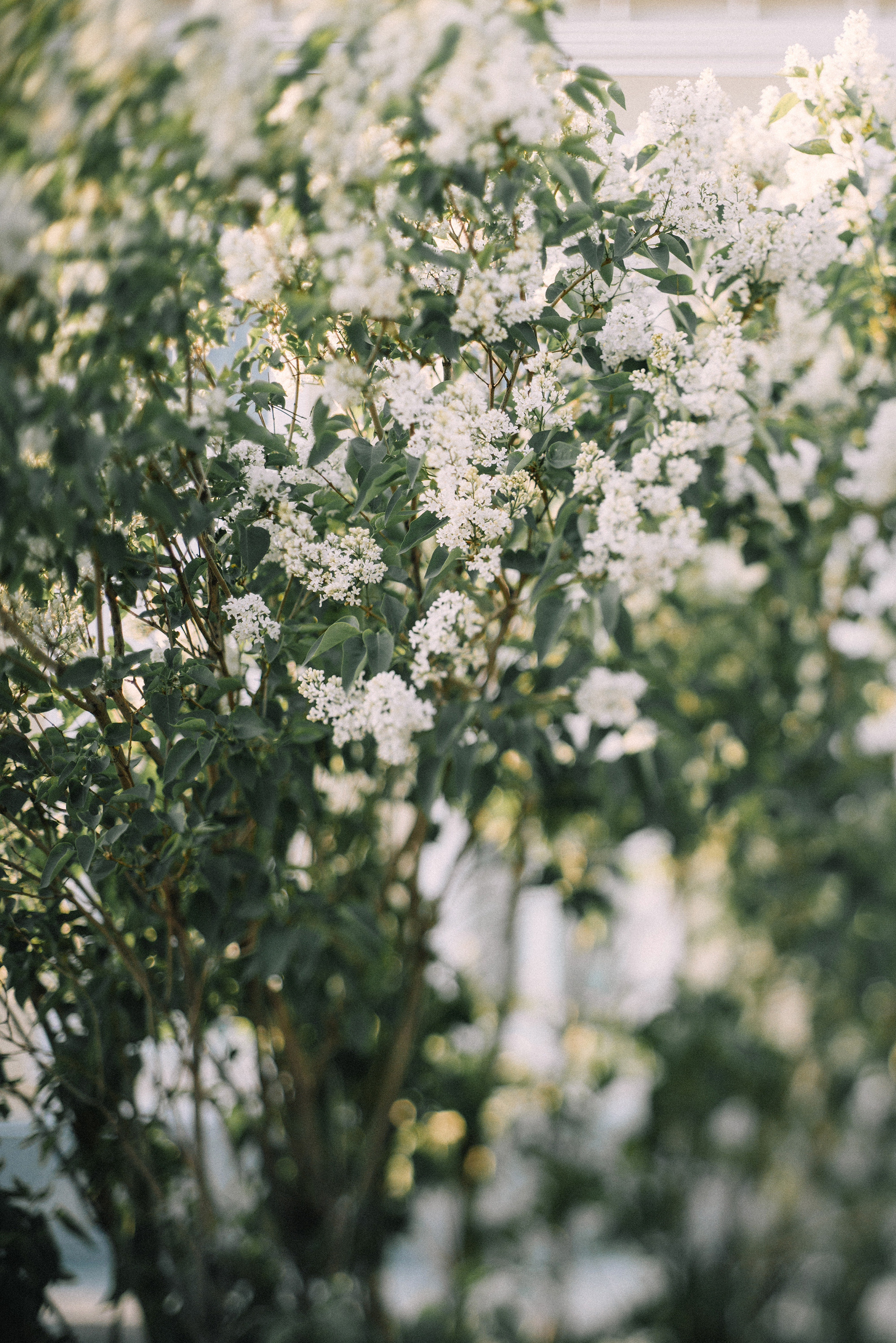Влад и Диана. Свадебный и семейный фотограф в Стерлитамаке, Салавате. Илья Антохин