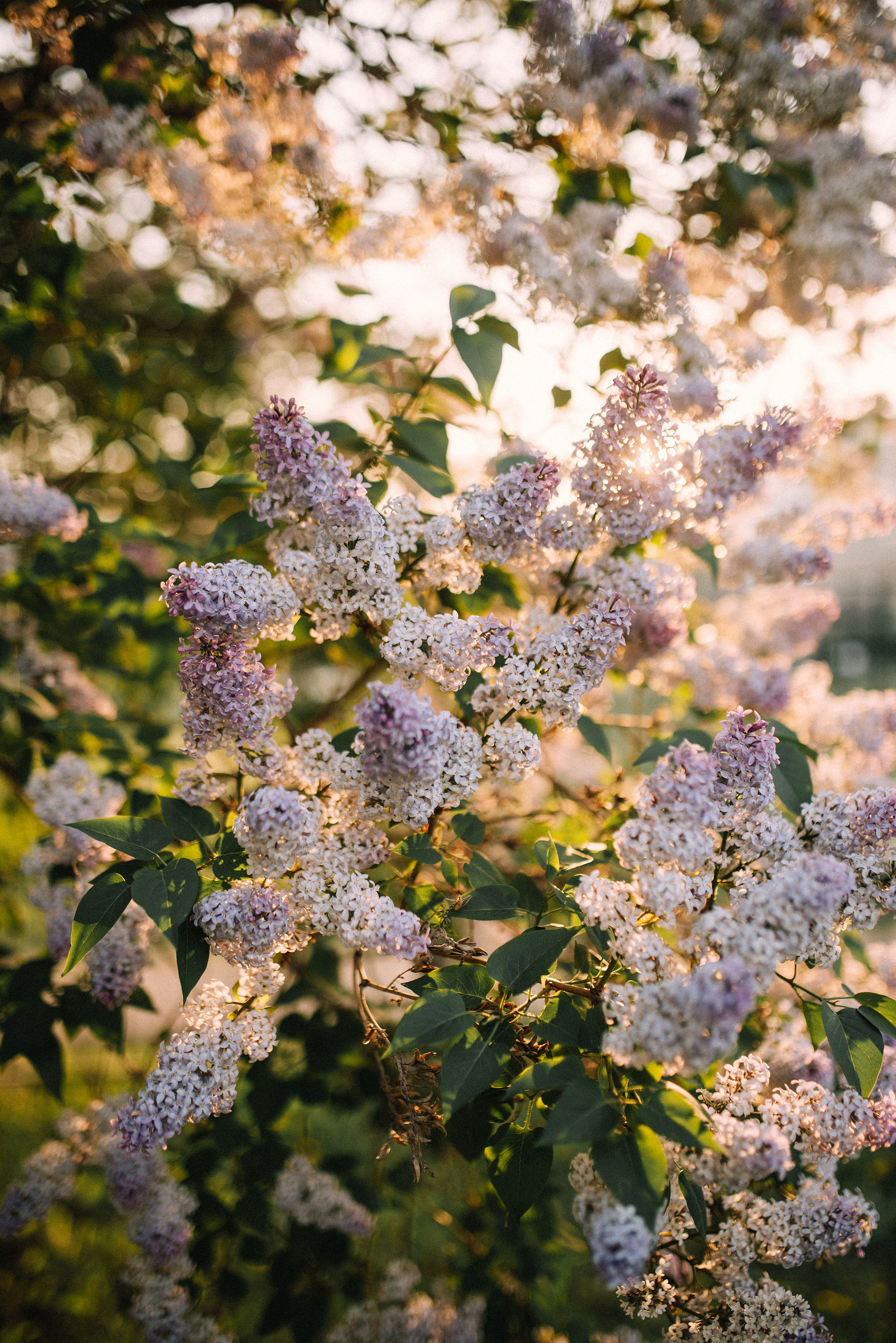 Влад и Диана. Свадебный и семейный фотограф в Стерлитамаке, Салавате. Илья Антохин