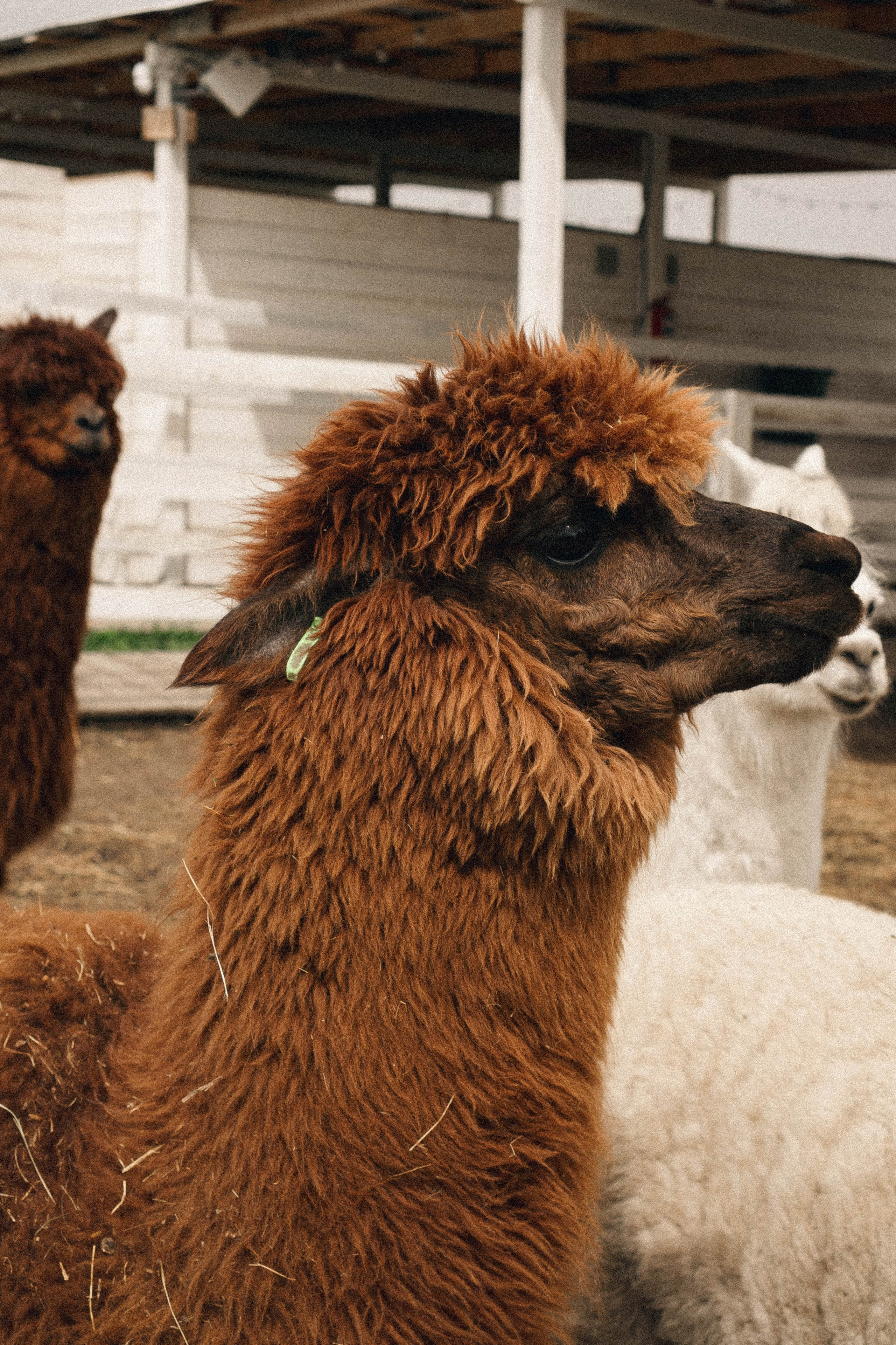 Ферма Альпак. Профессиональный фотограф, Санкт-Петербург — Виктория Богомолова