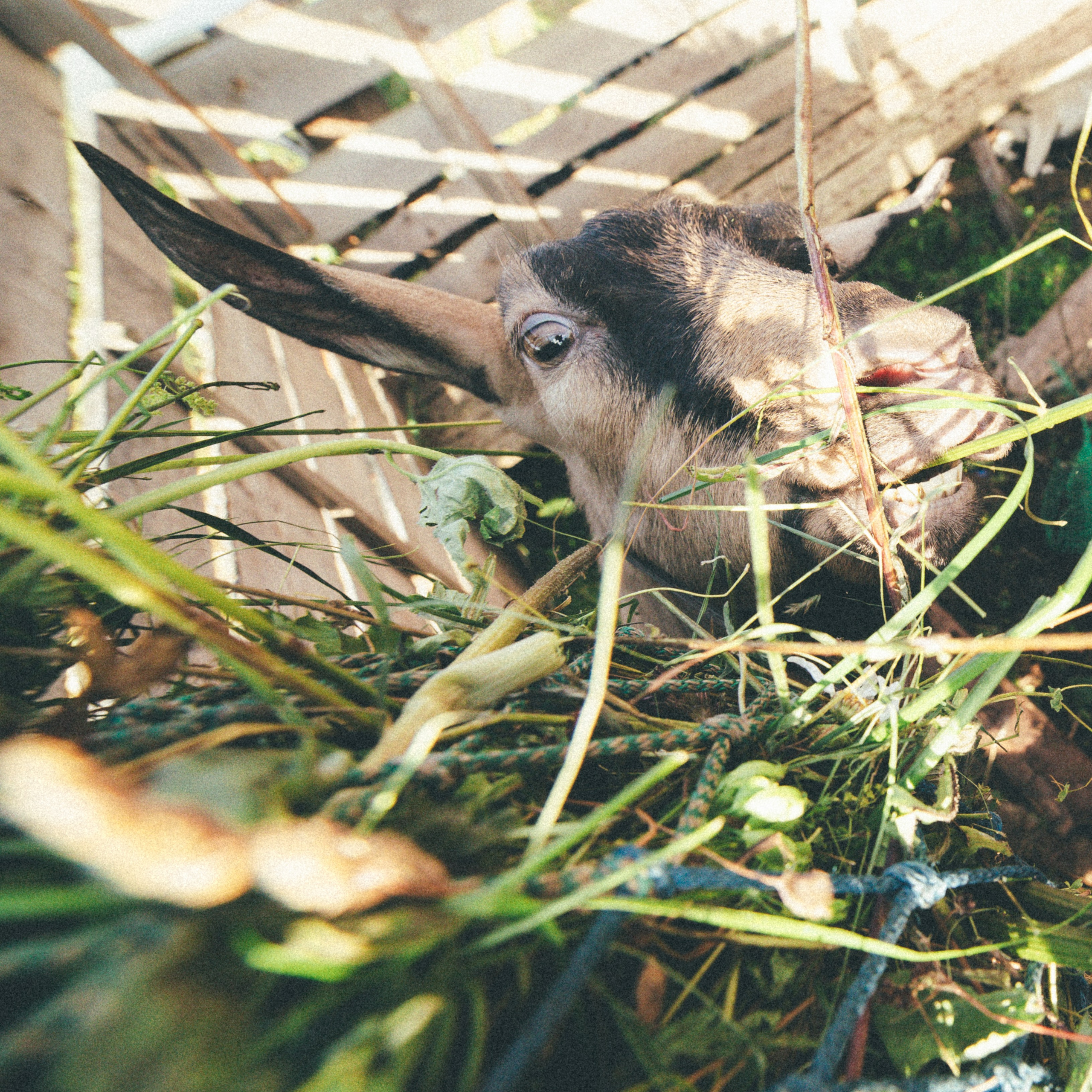 Проект «Человек локальный.Русский Север». Репортажный фотограф в Санкт-Петербурге Евдокимова Ольга