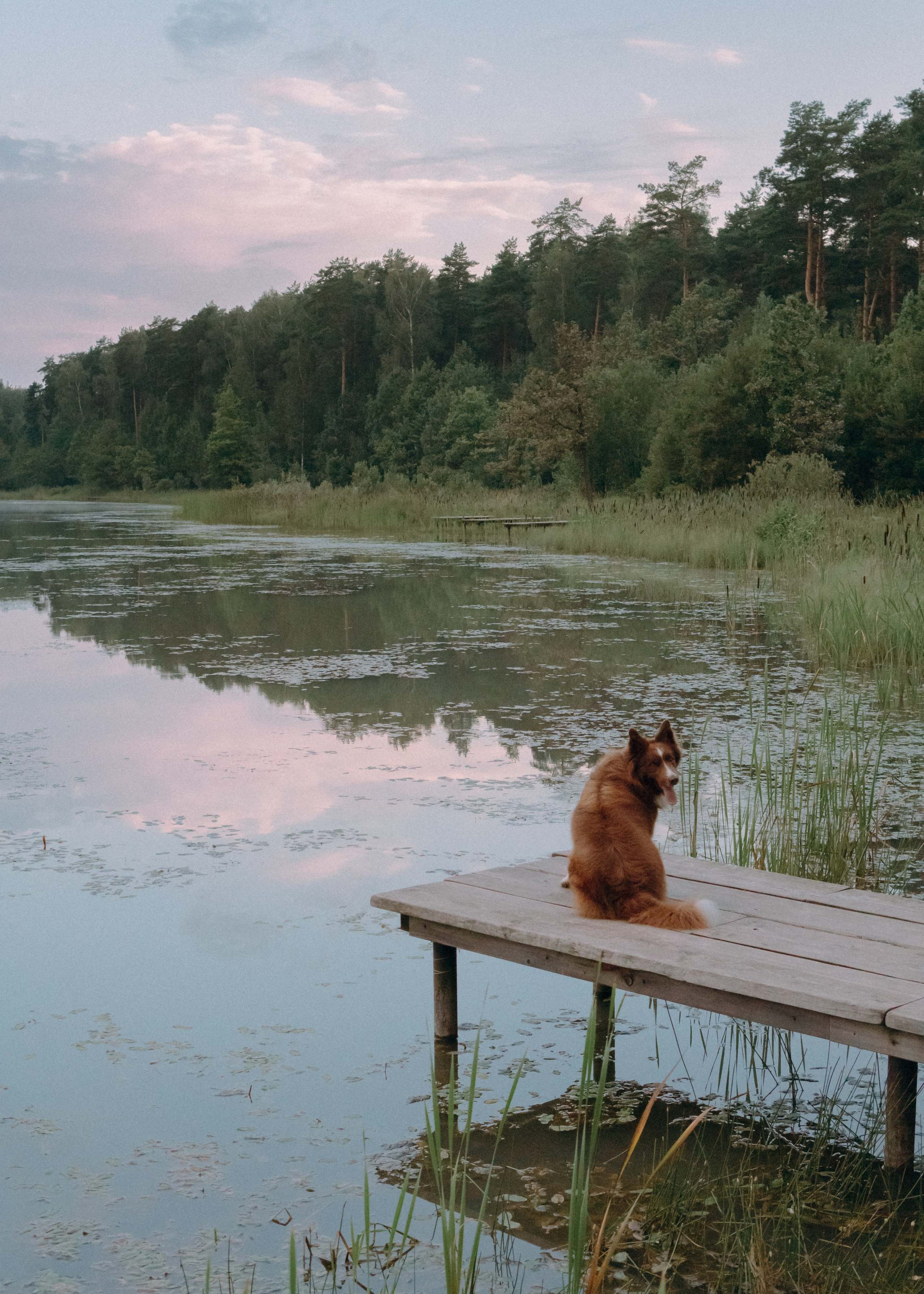 Виолетта, Лила и Питер. Фотограф-анималист Ксения Воробьева, Москва