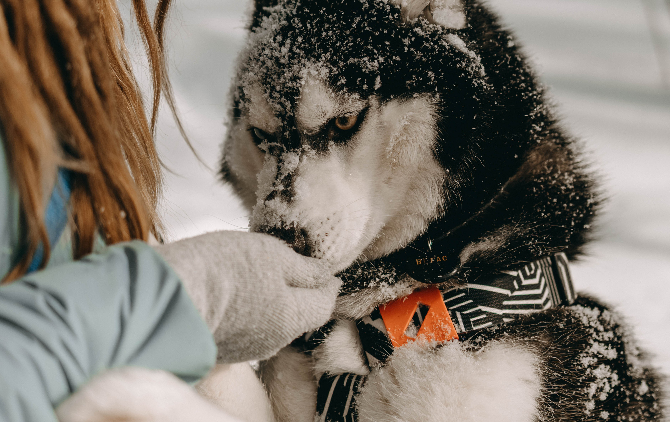 Анна и Вегас. Фотограф-анималист в Екатеринбурге | Кристина