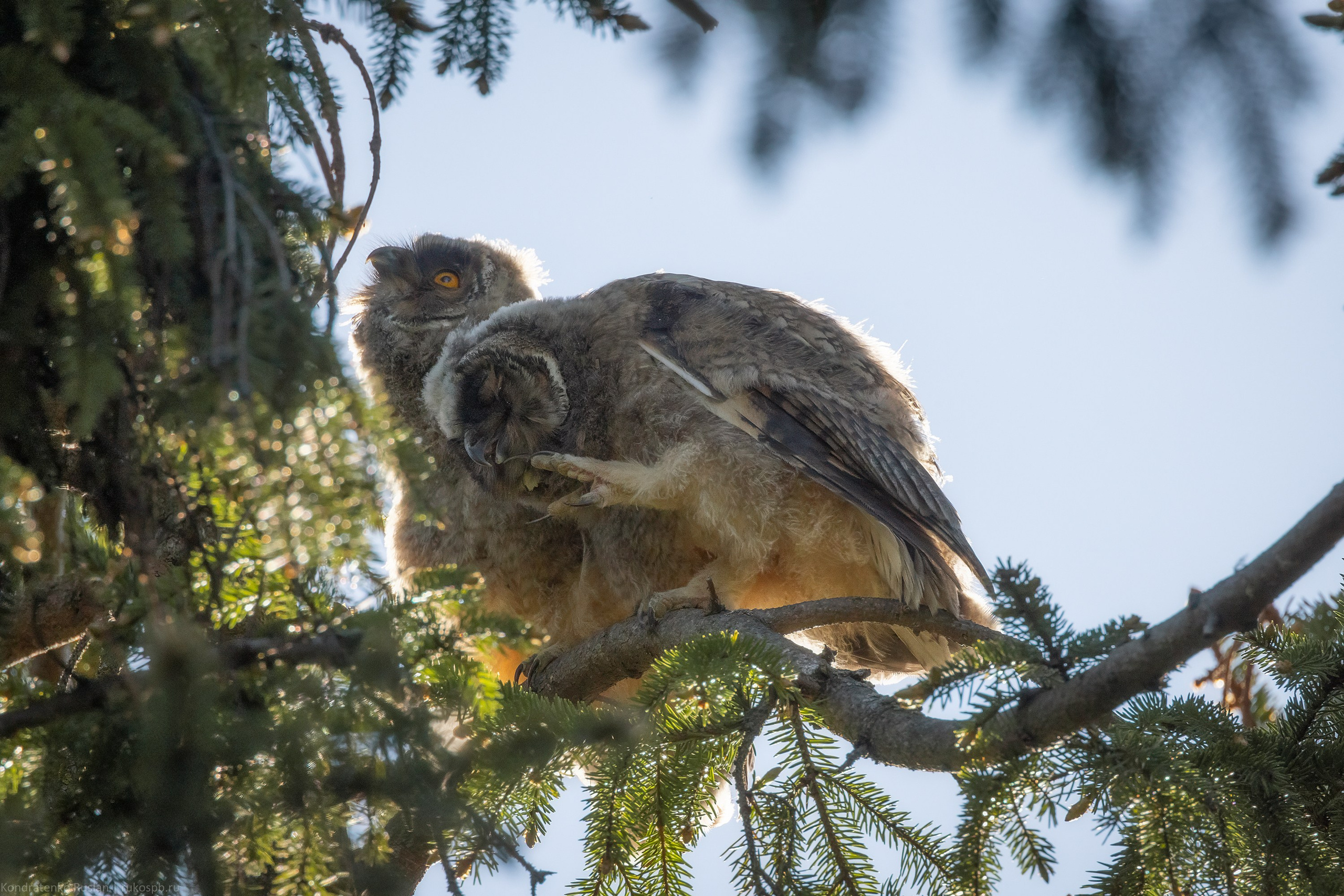 Ушастая сова. Архитектурный и пейзажный фотограф Кондратенко Руслан, Санкт-Петербург