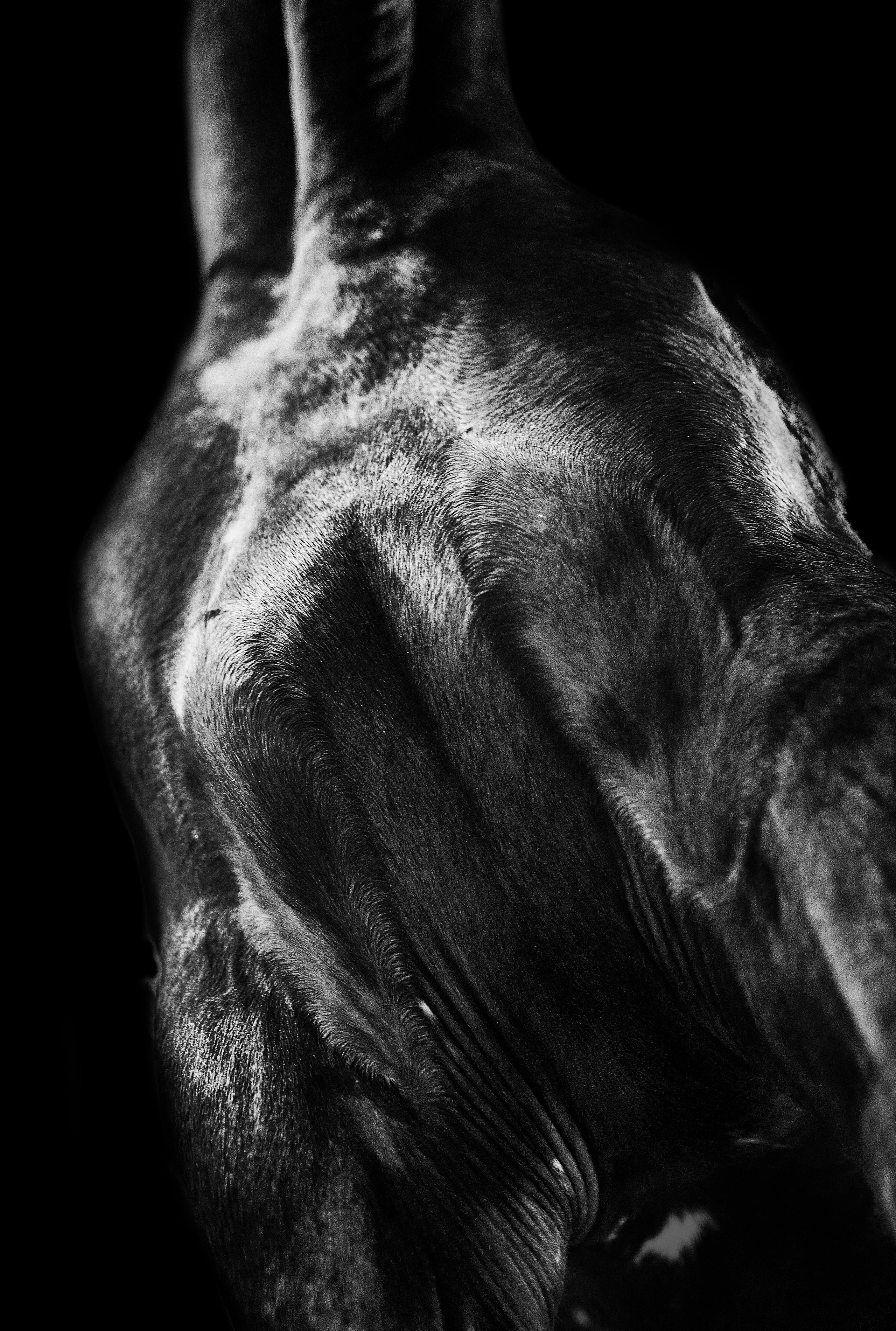 Кобыла Прима Вера, рвп, КСК «Звёздный». Фотосессии с лошадьми в Москве, Новосибирске