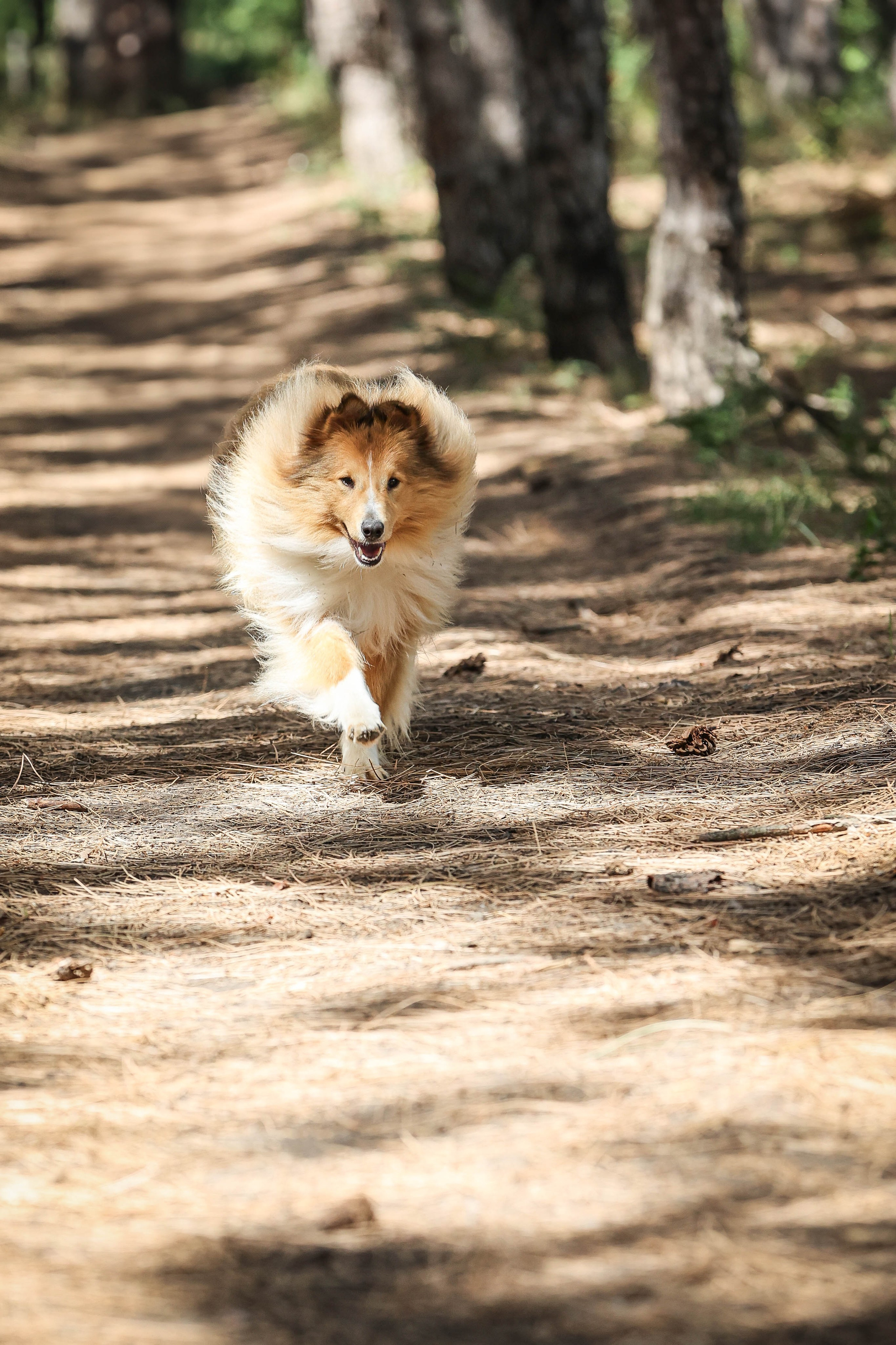 САРОЧКА В ЛЕСУ. Фотограф-АниМалист Анна Абрамова