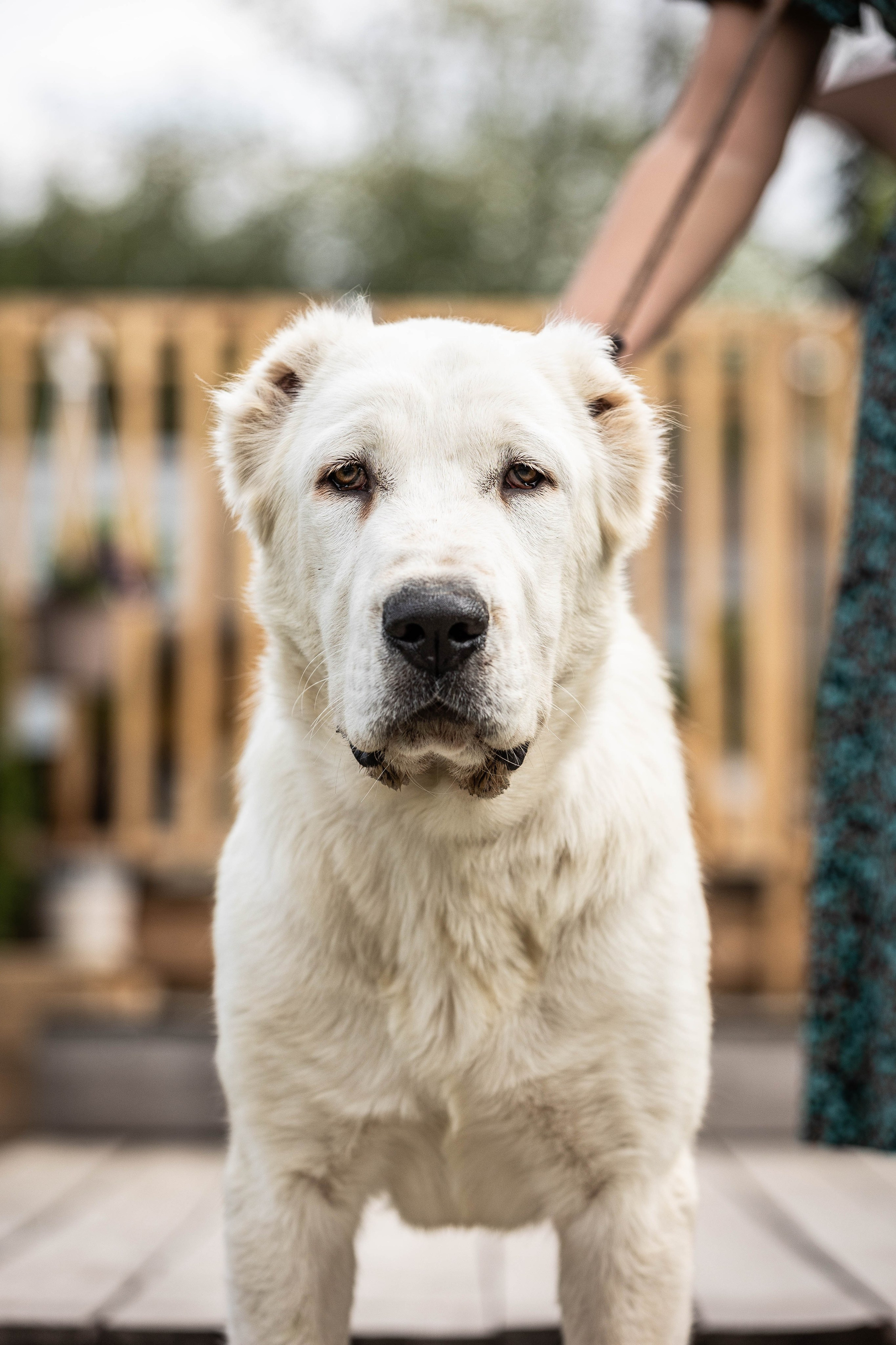 Иншала и Сирена. Фотограф-АниМалист Анна Абрамова