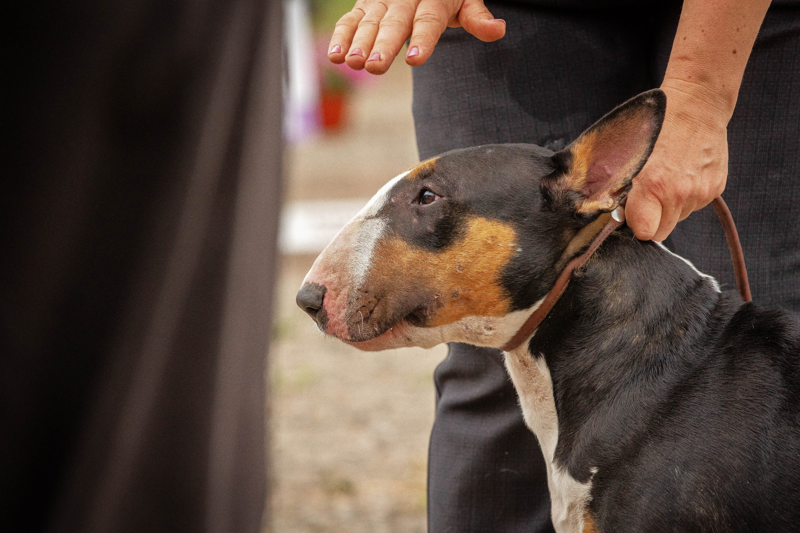 Репортаж (фото с выставок). Фотограф-АниМалист Анна Абрамова