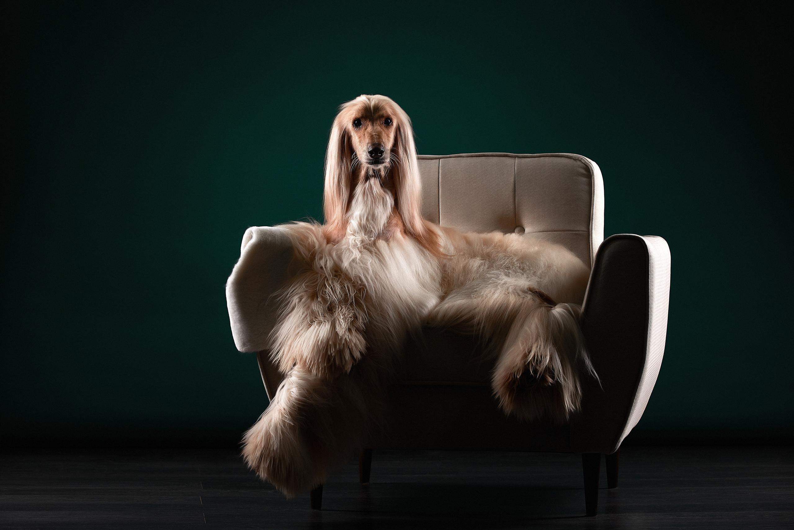 ФОТОГРАФ-АНИМАЛИСТ l LANA POLYAKOVA