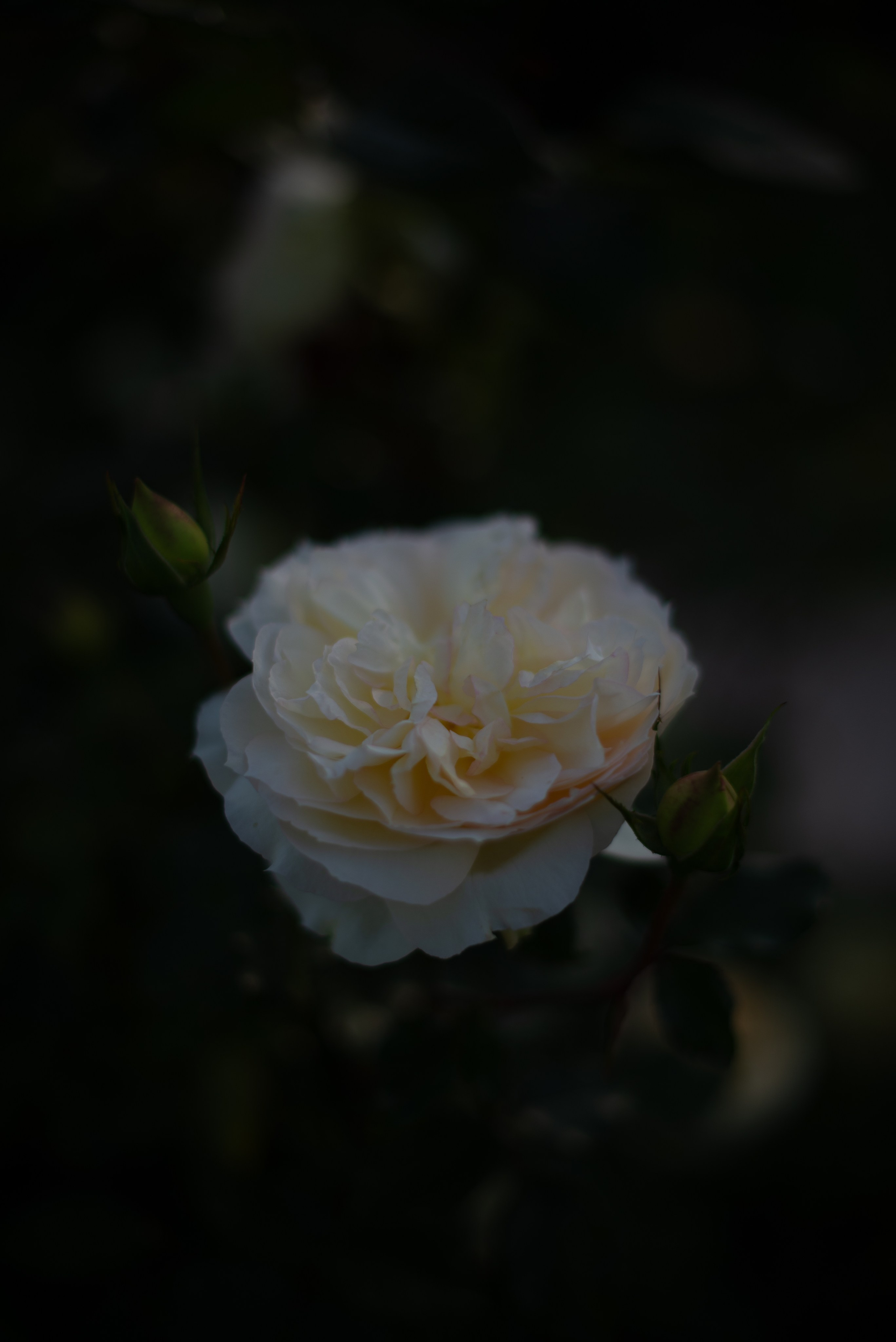 Цветы сада МГУ. Victoria Radjevna Репортажный Фотограф — Видеограф Москва • Санкт-Петербург